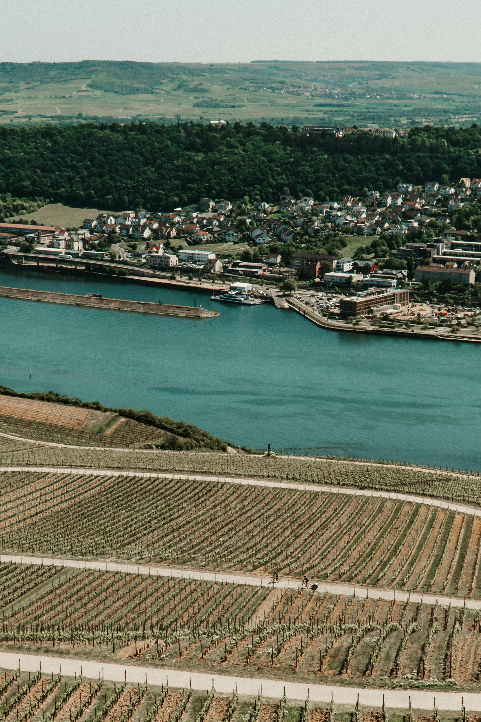 An aerial view of The Rhine River surrounded by vineyards and a city.