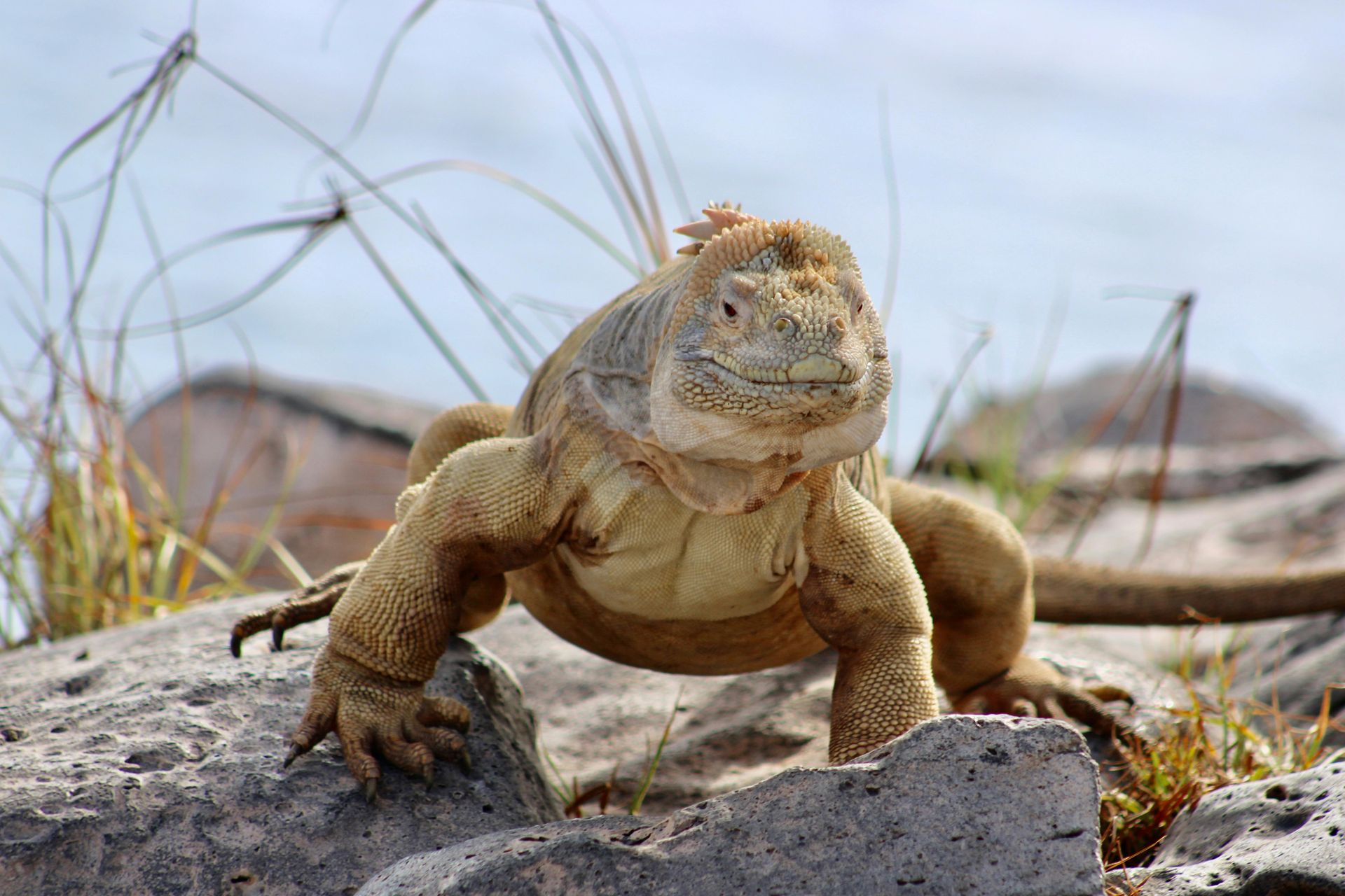 A lizard is standing on a rock near the water in the Galapagos.