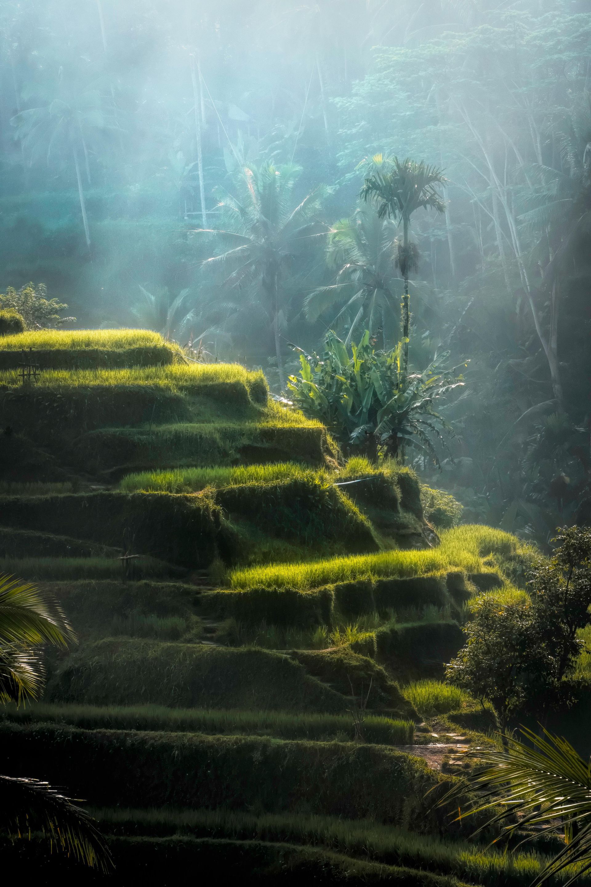 The sun is shining through the trees on the rice terraces in Bali, Indonesia.