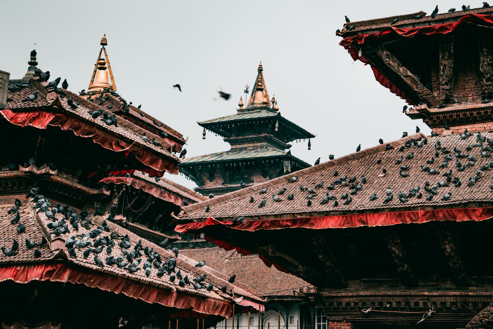 A group of pigeons are sitting on the roof of a building in Bhutan.