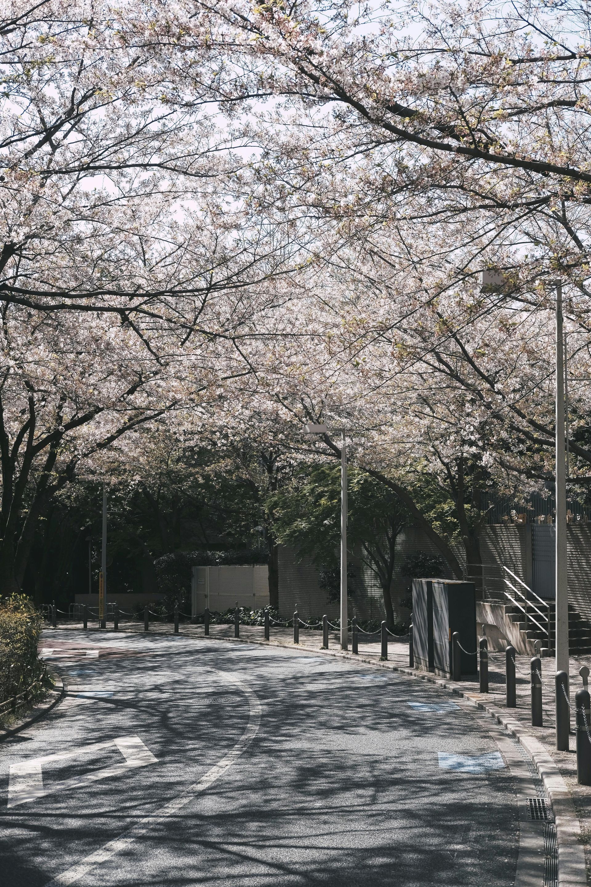 A road lined with cherry blossom trees on a sunny day in Japan.