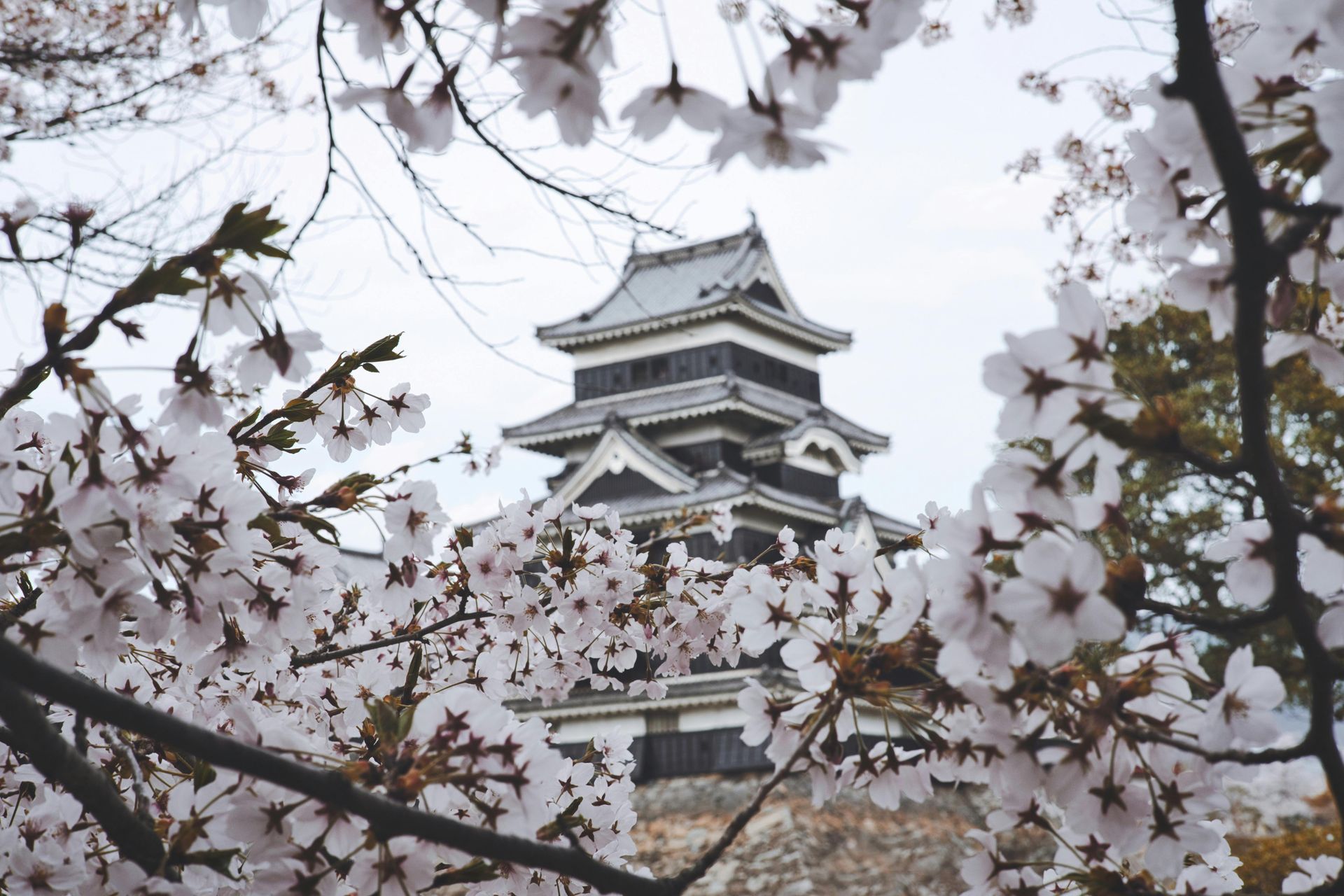 A  pagoda temple surrounded by cherry blossom trees in Japan