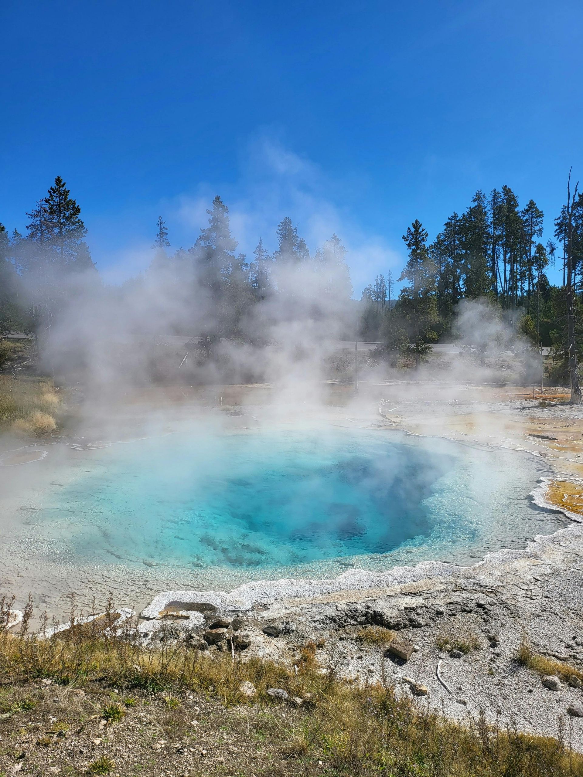 A hot spring with steam coming out of it and trees in the background at Yellowstone National Park.