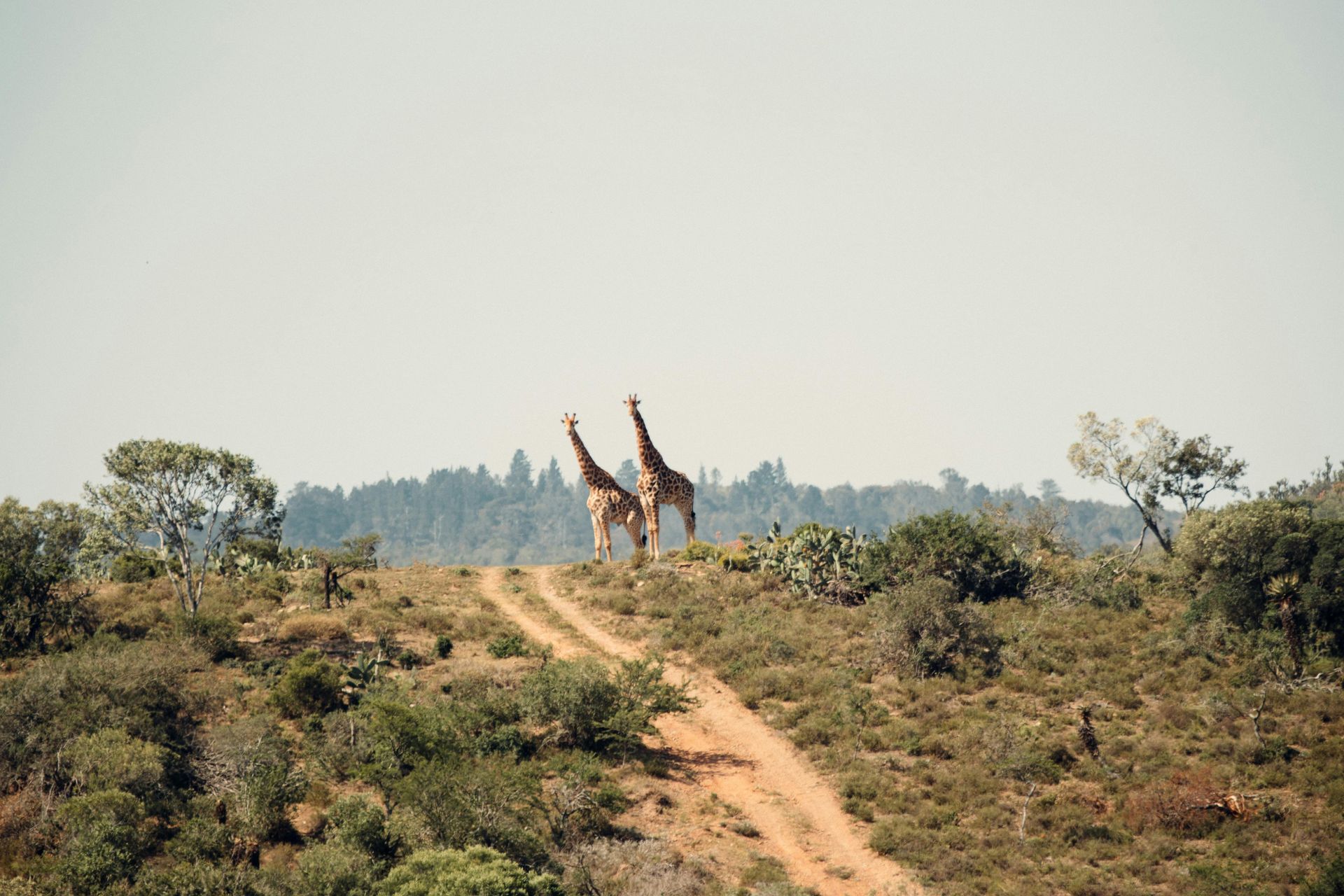 Two giraffes are walking down a dirt road in the savannah in Tanzania, Africa. 