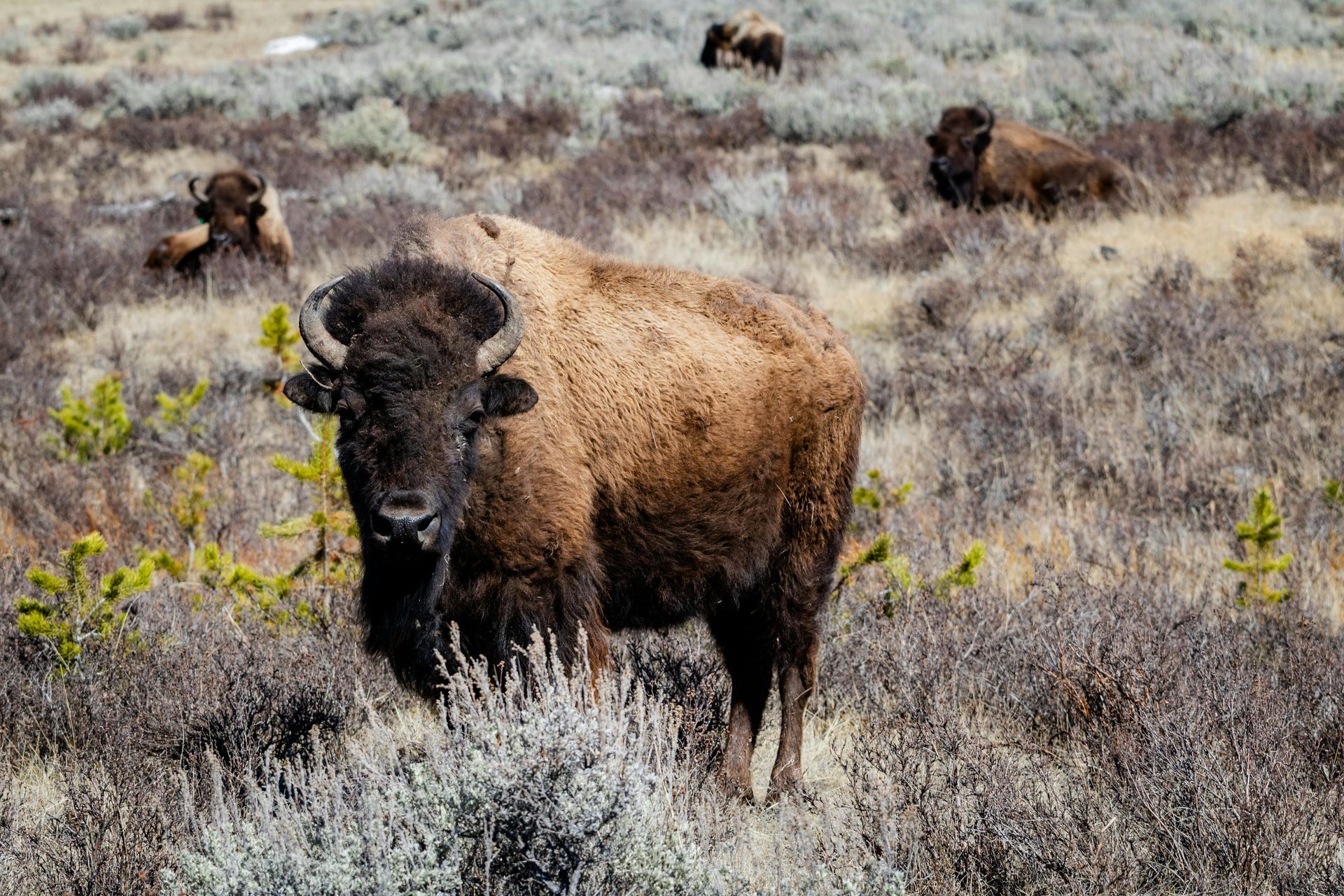 A herd of bison standing in a field of dry grass at Yellowstone National Park. 