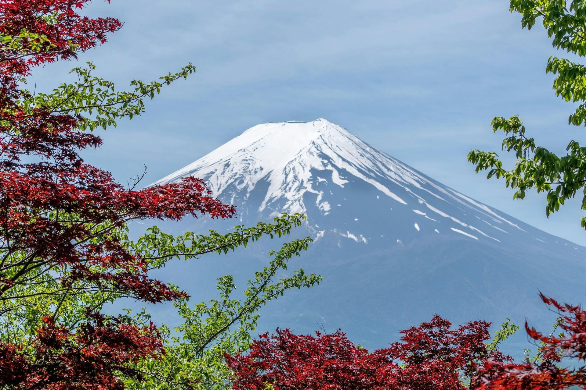 Mount Fiji covered in snow with trees in the foreground.