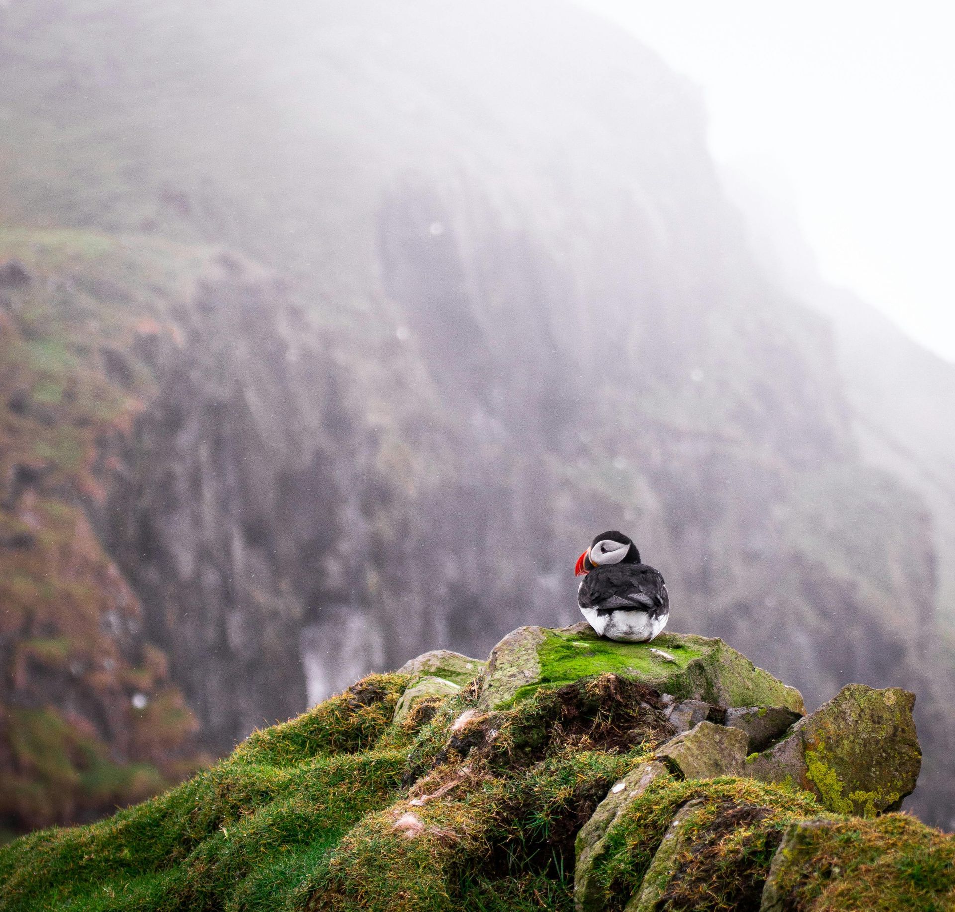 A small white house with a thatched roof is sitting on top of a hill on the Faroe Islands.