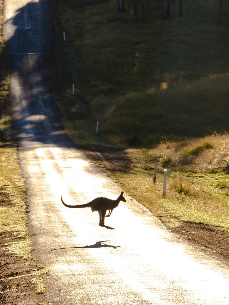 A kangaroo is walking down a country road in Australia.