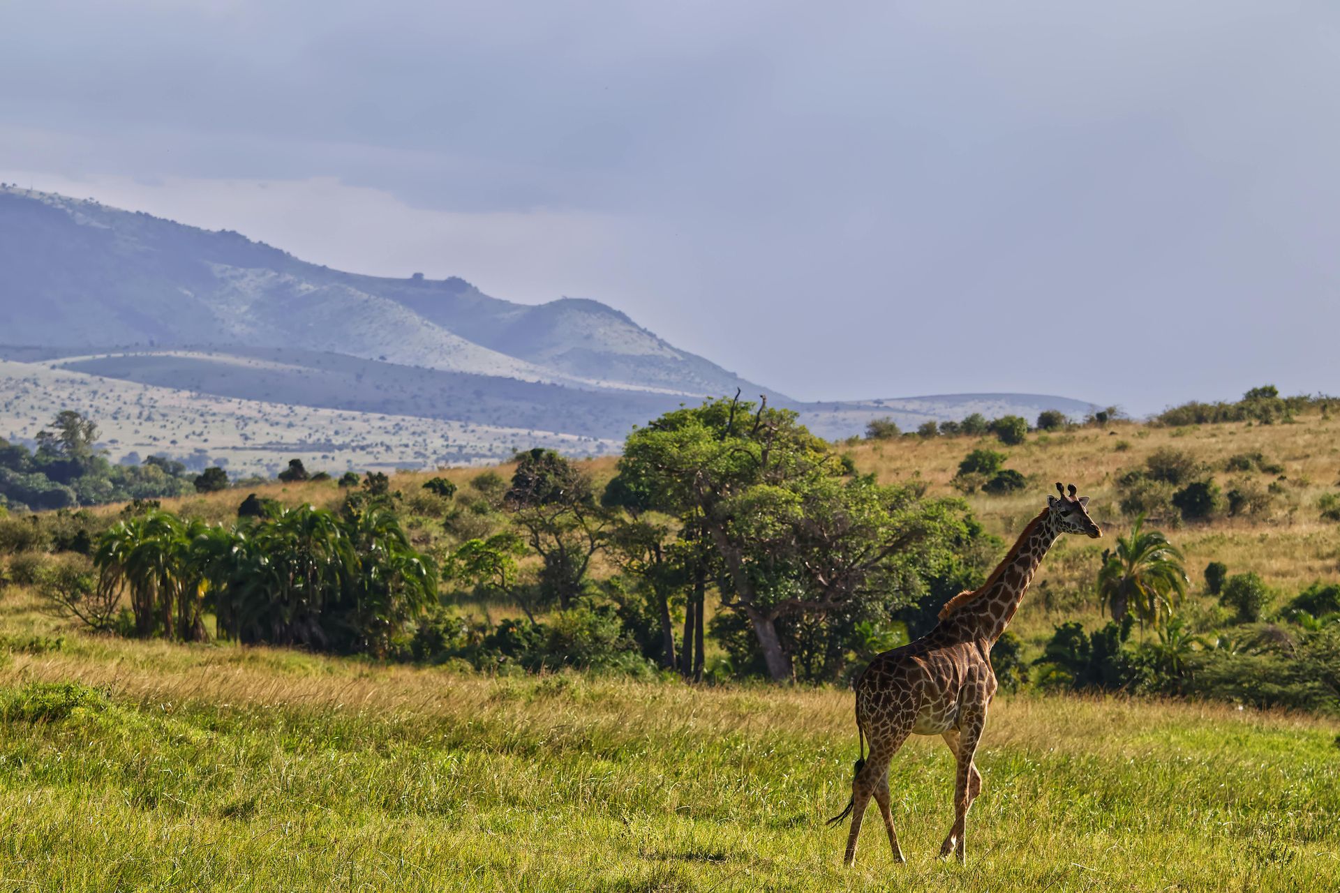 A giraffe is standing in a grassy field with mountains in the background in Kenya, Africa.