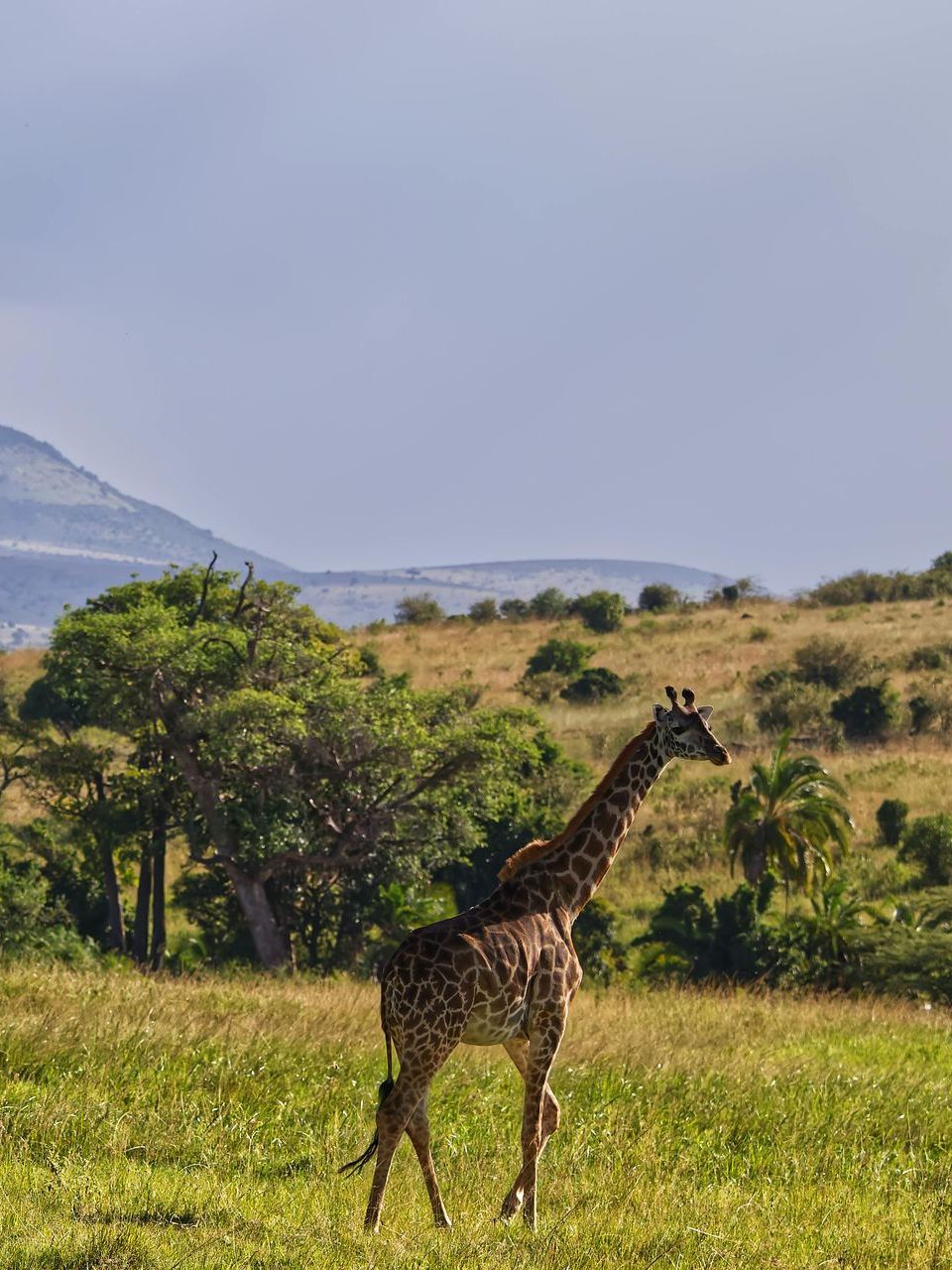 A giraffe is standing in a grassy field with trees in the background in Kenya Africa.