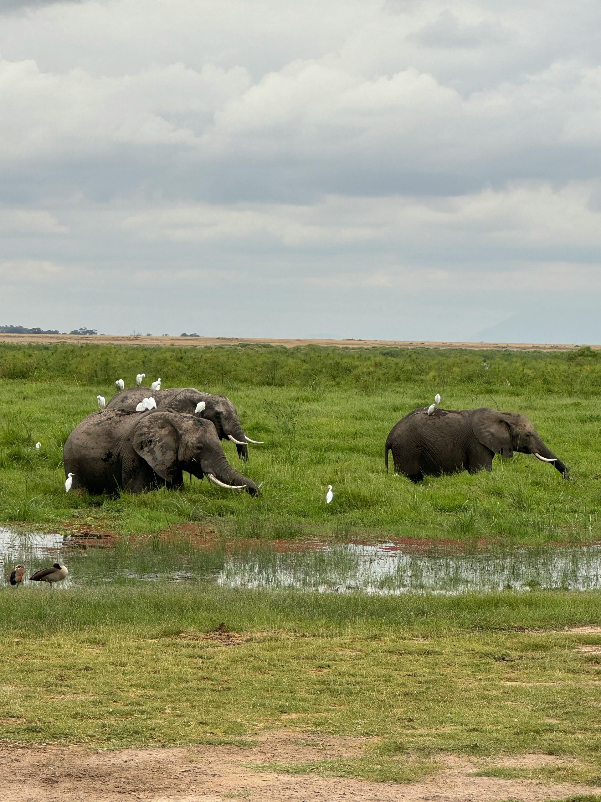 A herd of elephants are standing in a grassy field in Kenya Africa.