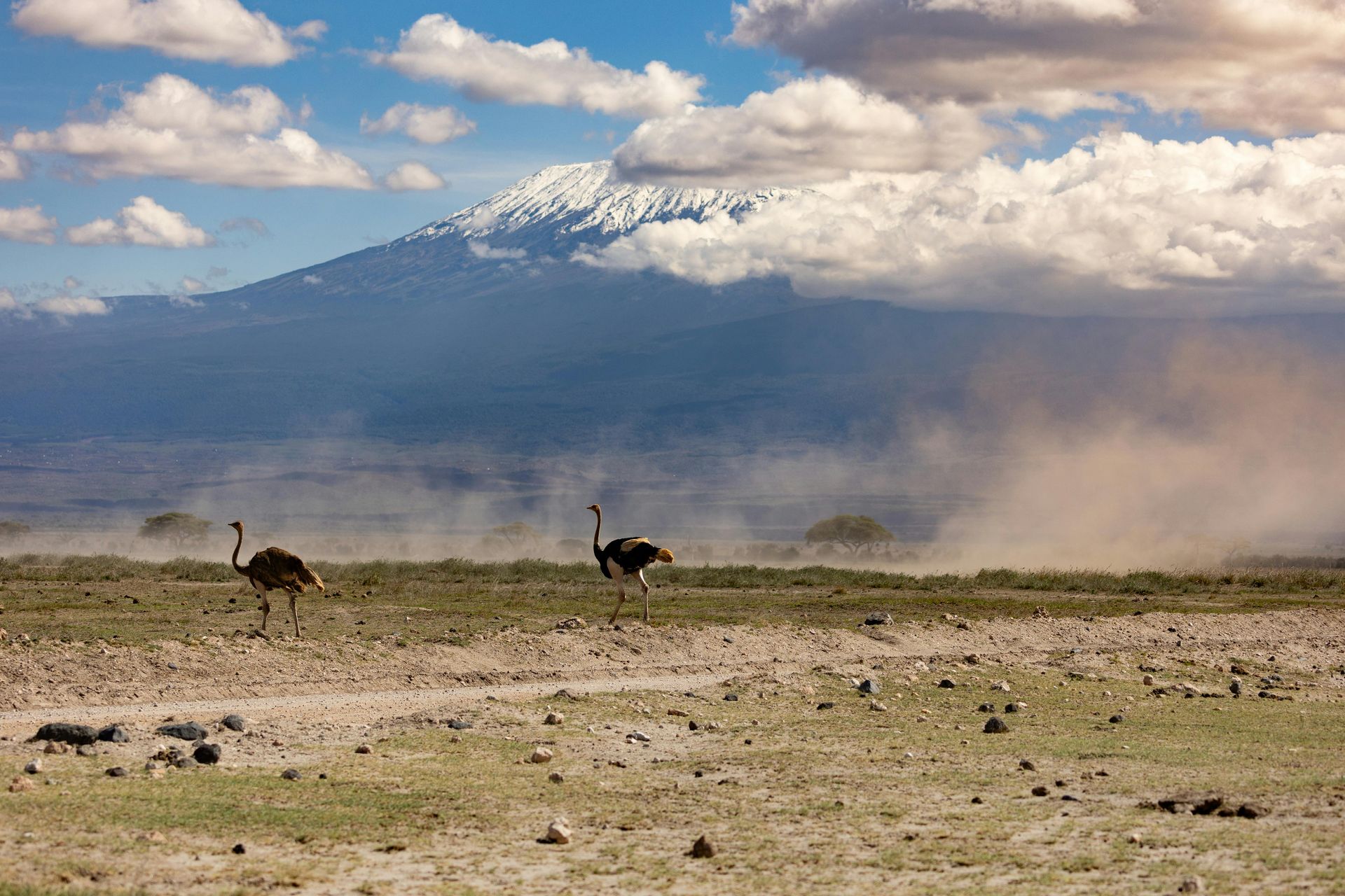 Two ostriches are standing in a field with a mountain in the background in Tanzania, Africa.