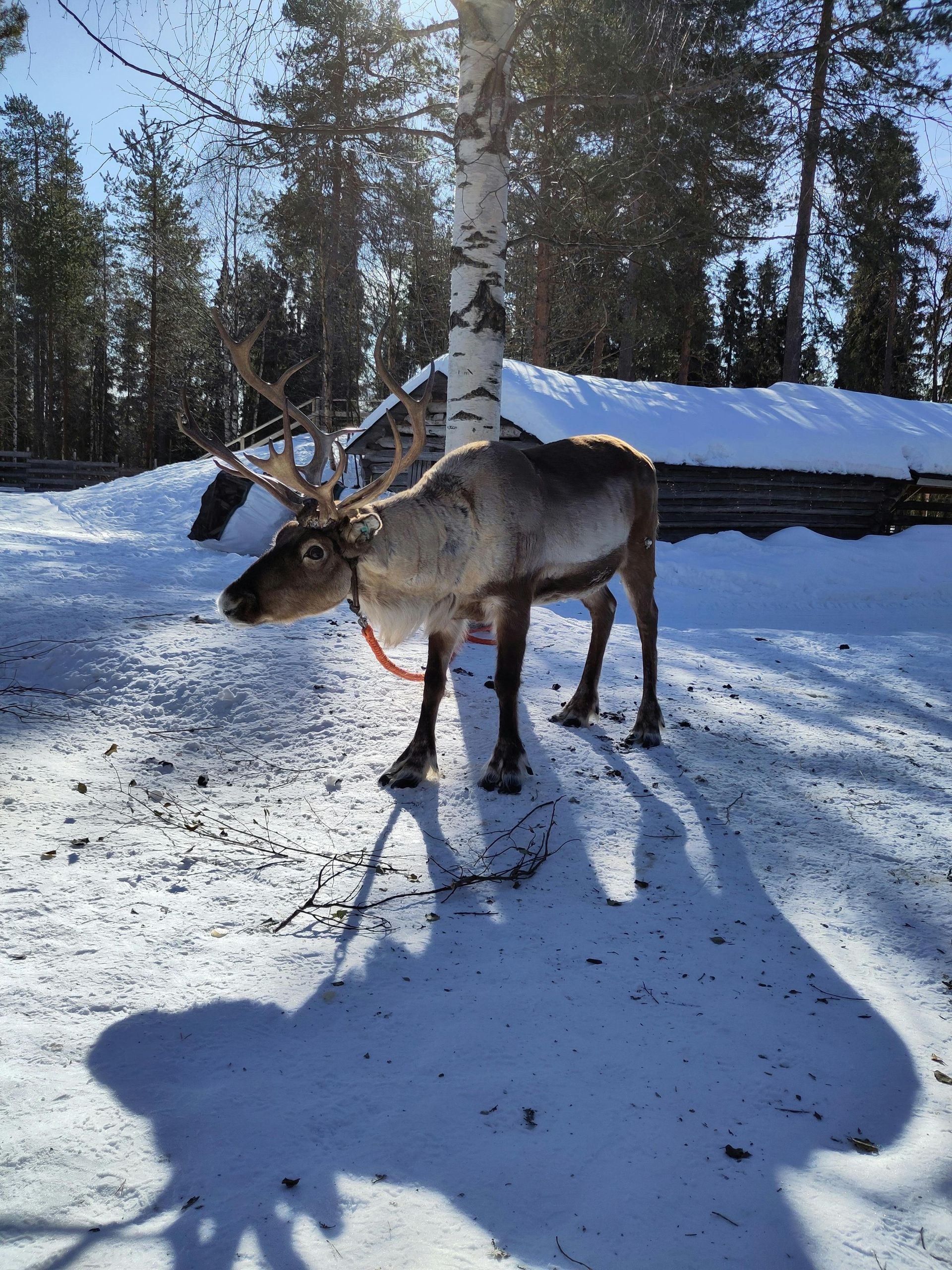 A reindeer is standing in the snow near a tree in Finland.