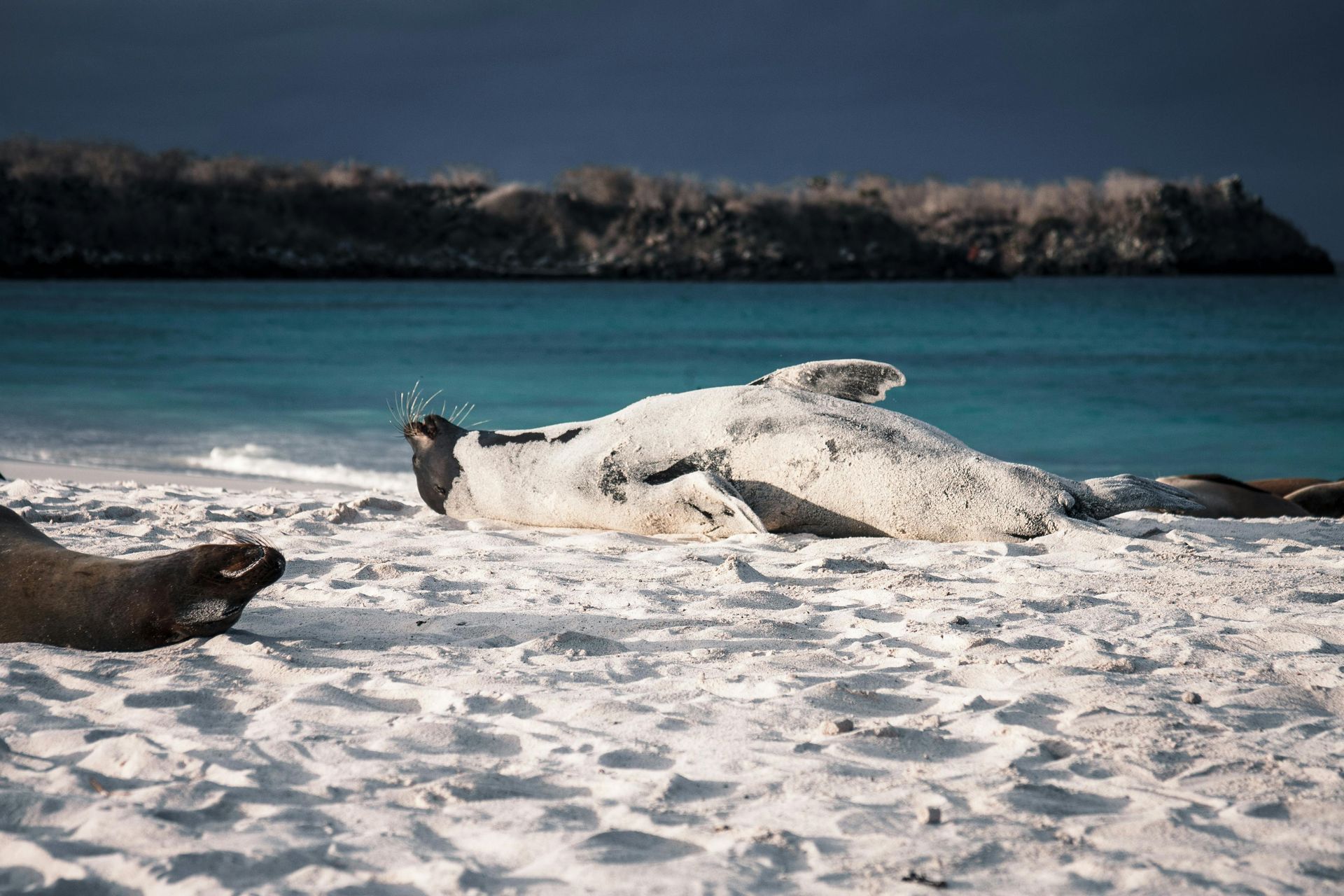 Two seals are laying on a sandy beach near the ocean in the Galapagos.