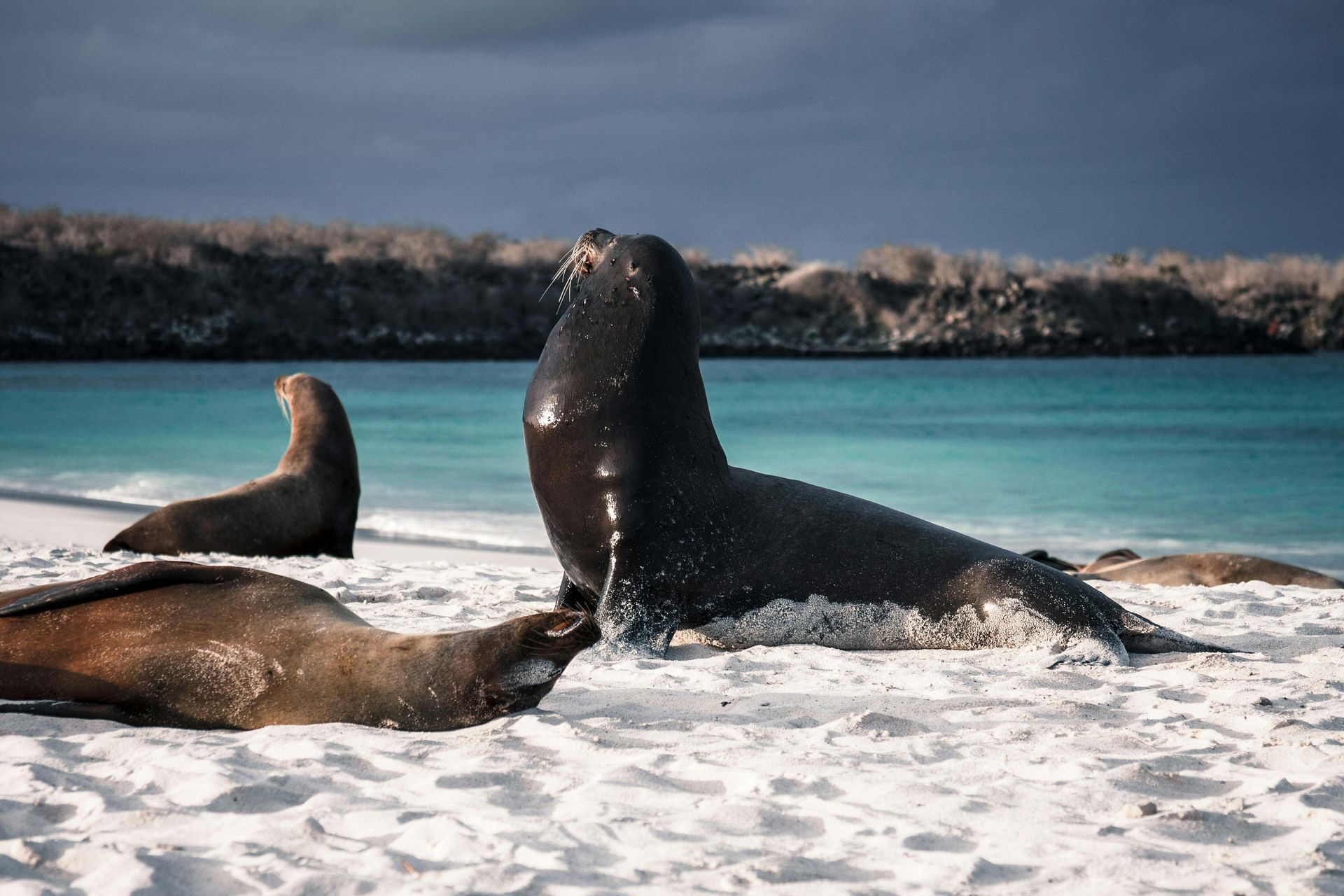 A group of seals are laying on a beach near the ocean in the Galapagos.