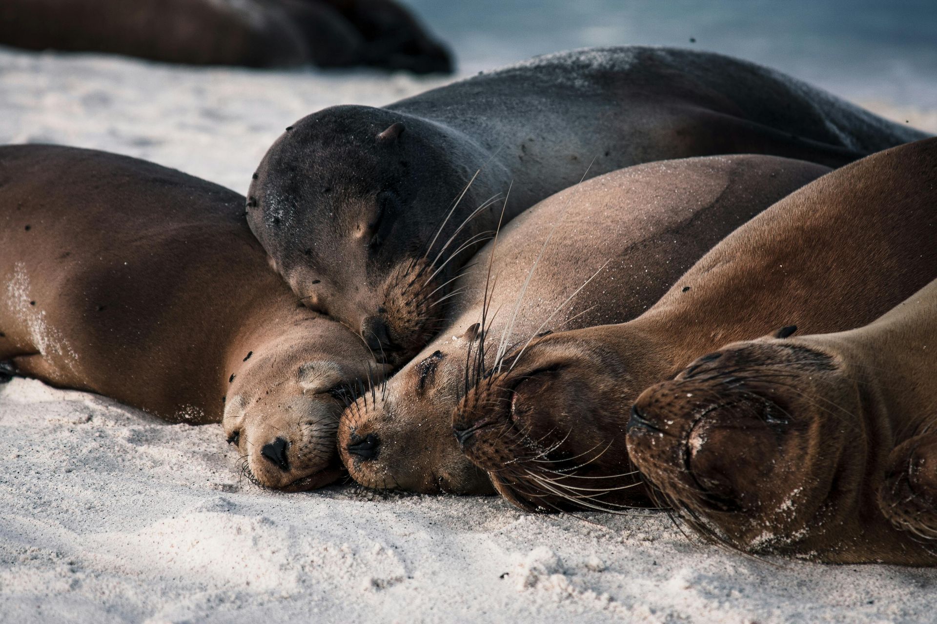 A group of seals are sleeping on the beach in the Galapagos.