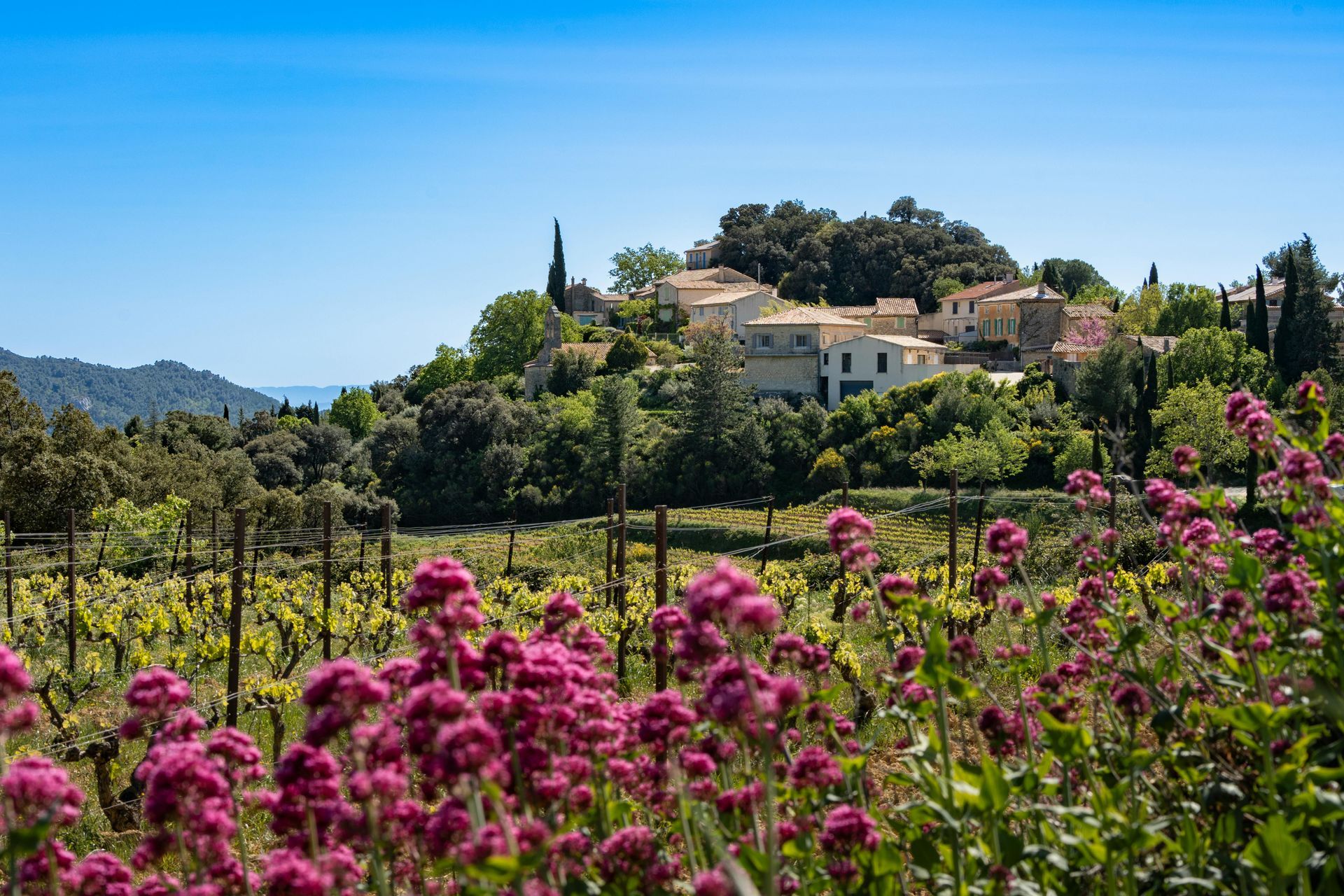 A field of purple flowers with a village in the background in Aix-en-Provence.