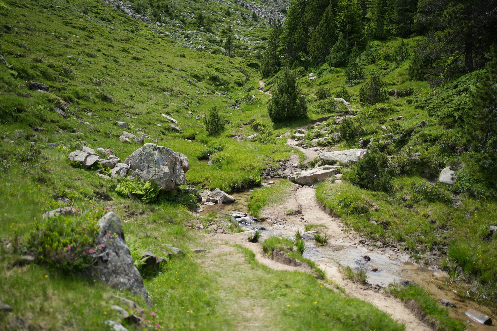 A dirt path going through a grassy hillside in the mountains in Switzerland.