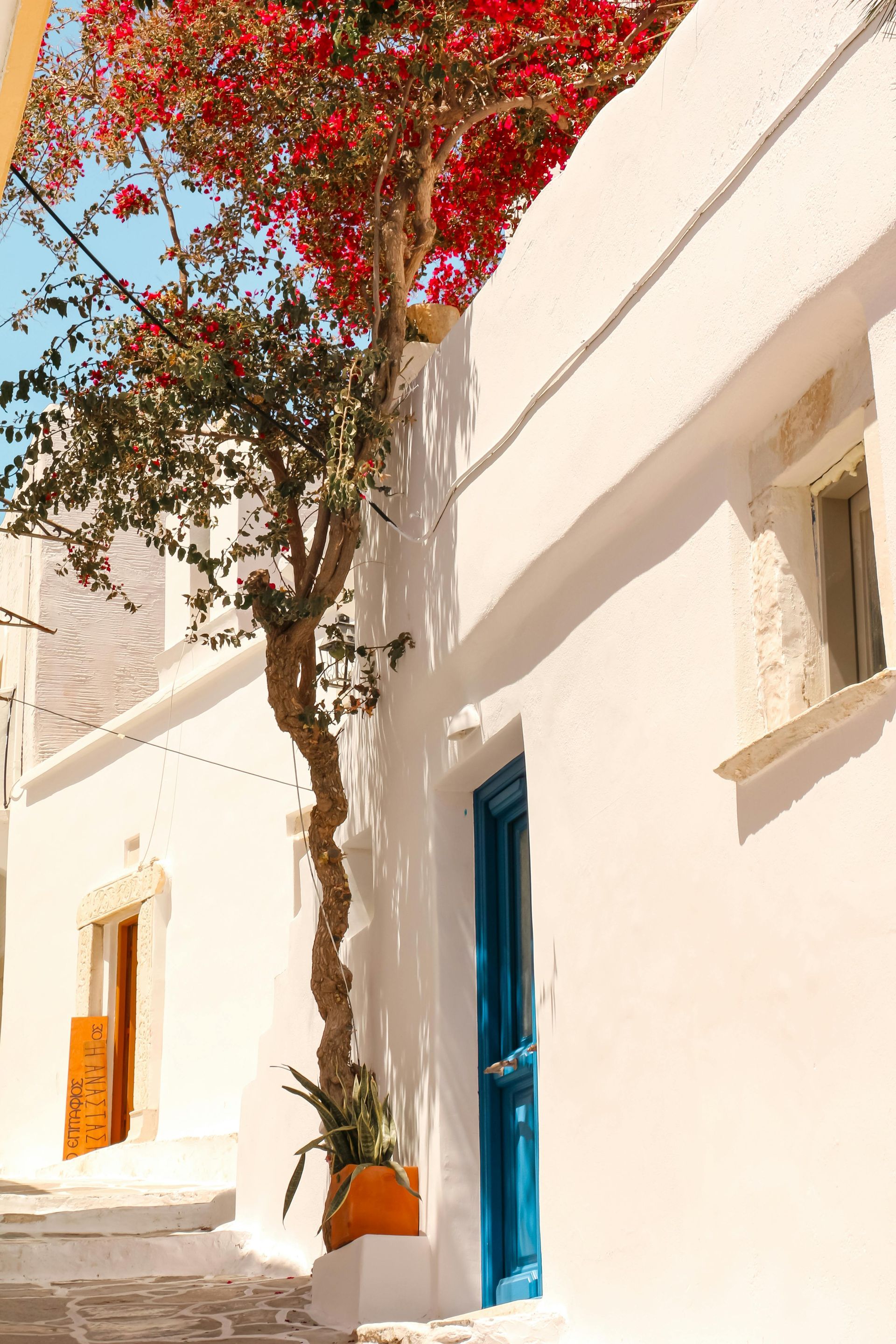 A white building with a blue door and a tree in front of it in Paros, Greece.