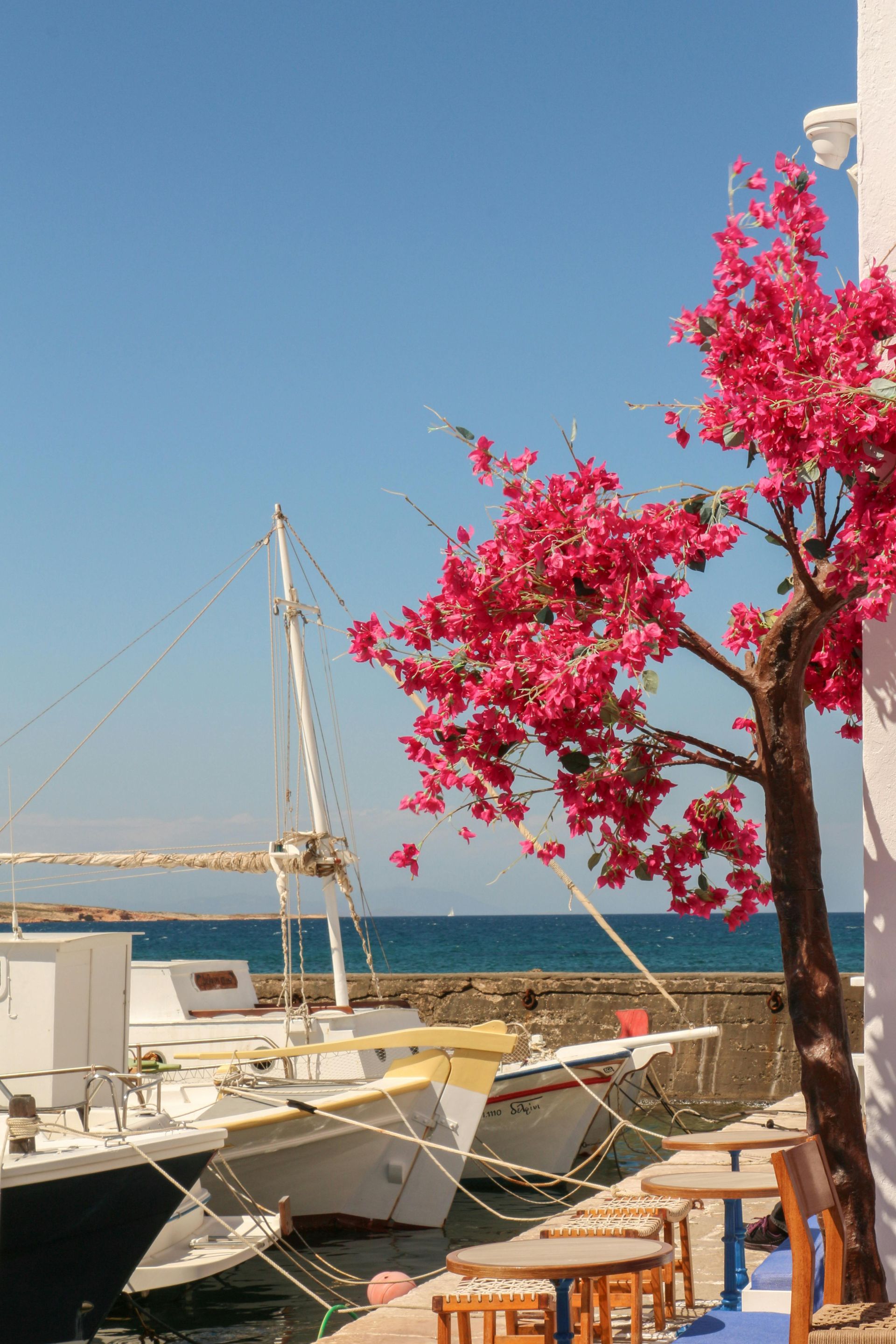 Boats are docked in a harbor with a tree with pink flowers in the foreground in Paros, Greece.