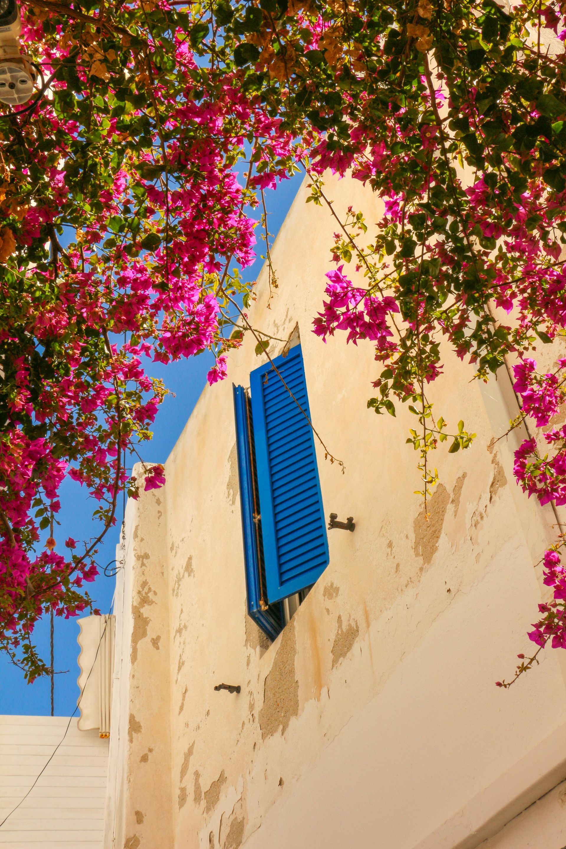 A white building with blue shutters and pink flowers in Paros, Greece.