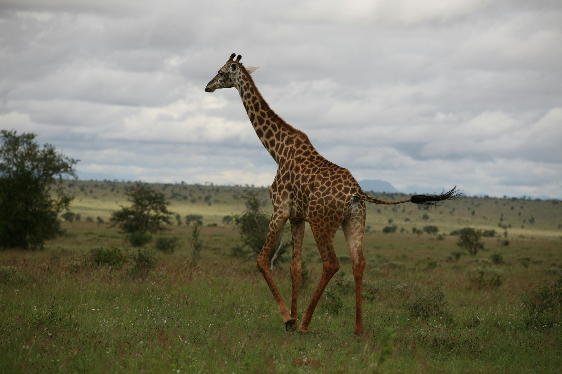 A giraffe is walking across a grassy field in Tanzania, Africa.