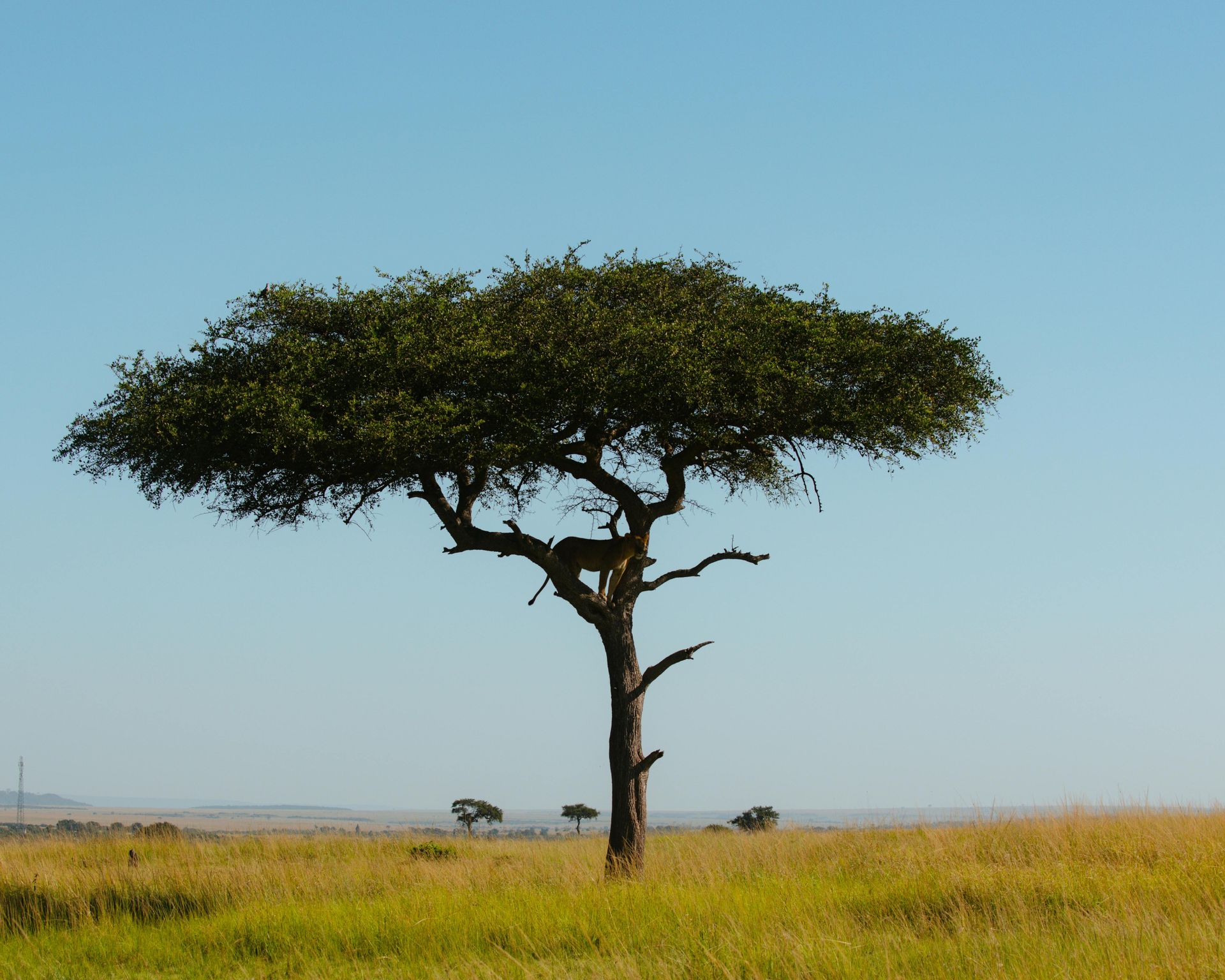 A tree in the middle of a grassy field in Afica. 