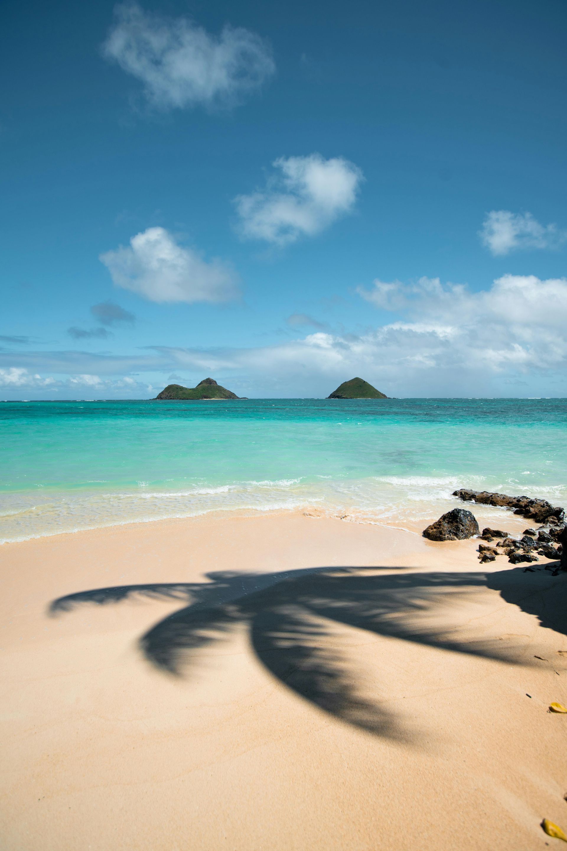 A palm tree 's shadow is cast on a sandy beach on the Cook Islands.