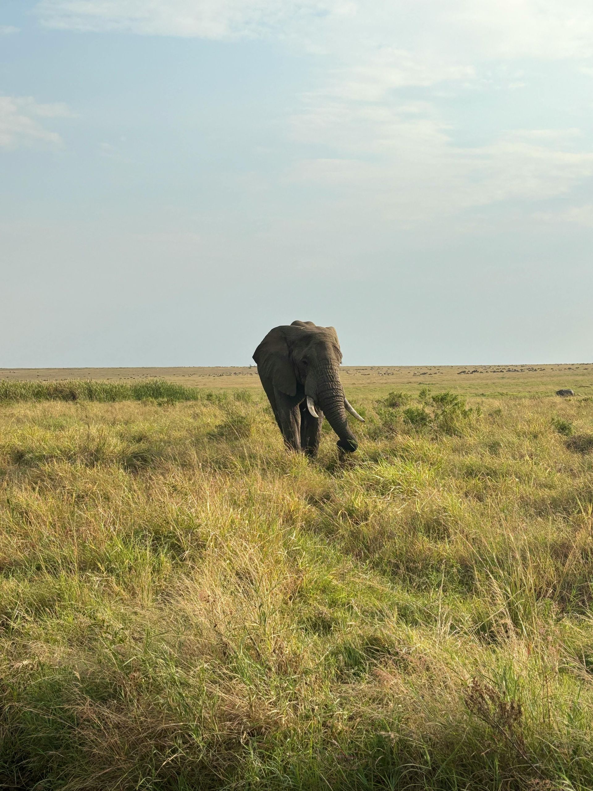 An elephant is walking through a grassy savanna in Africa. 