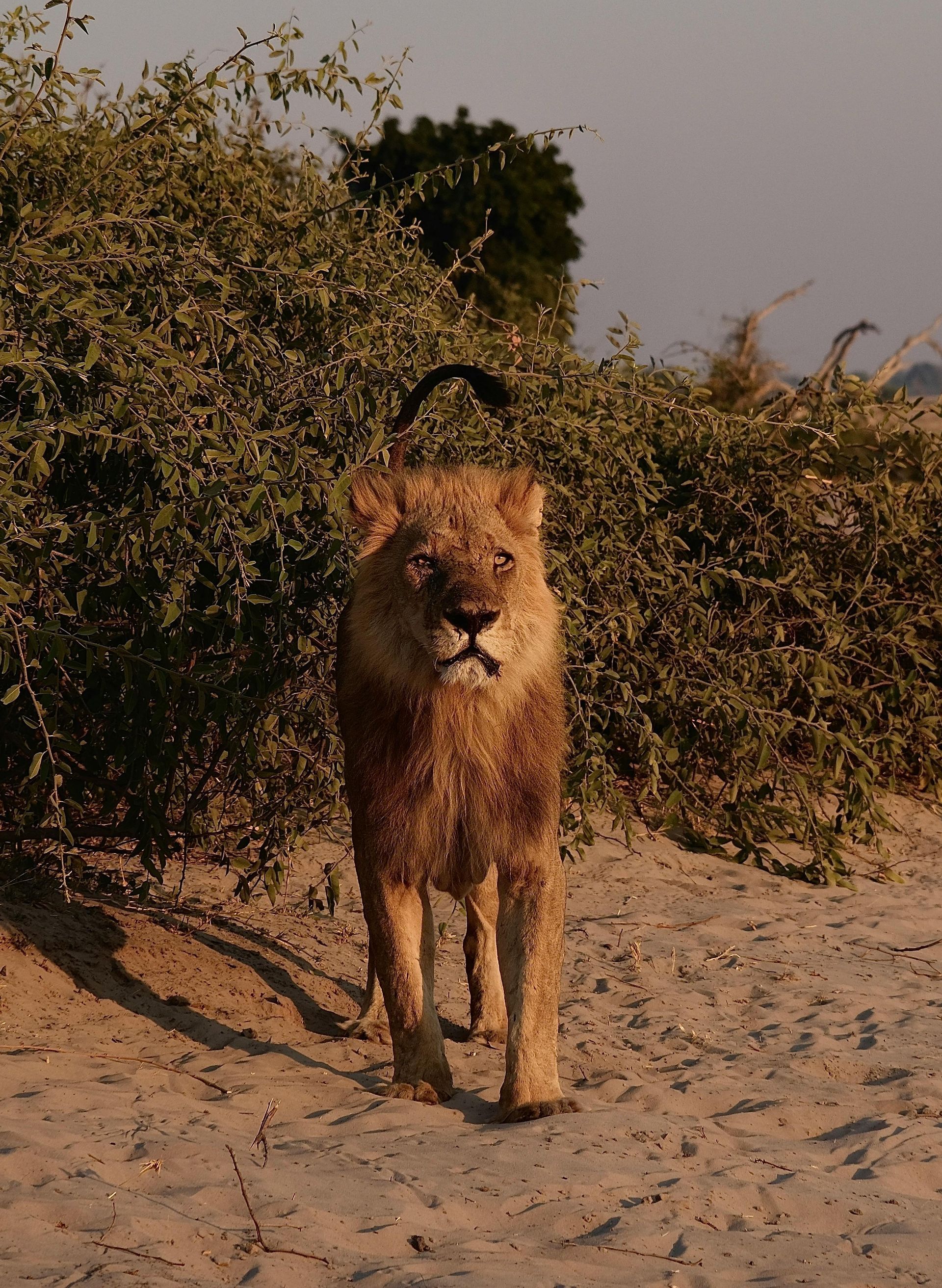 A lion is walking in the dirt near a bush in Botswana, Africa.