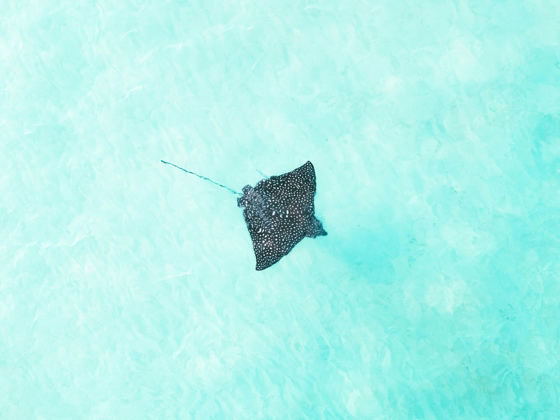 An aerial view of a stingray swimming in the ocean.