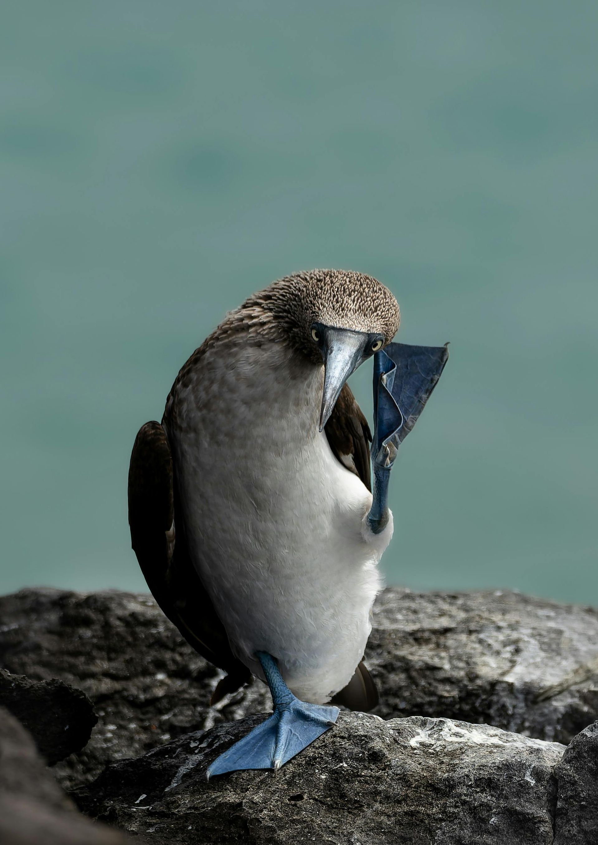 A blue footed booby is standing on a rock near the ocean in the Galapagos.