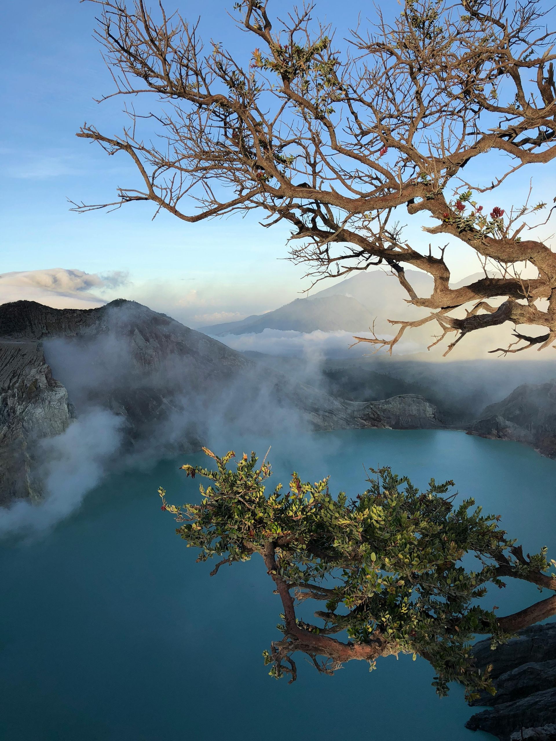 A tree is hanging over a lake with a mountain in the background in Indonesia.