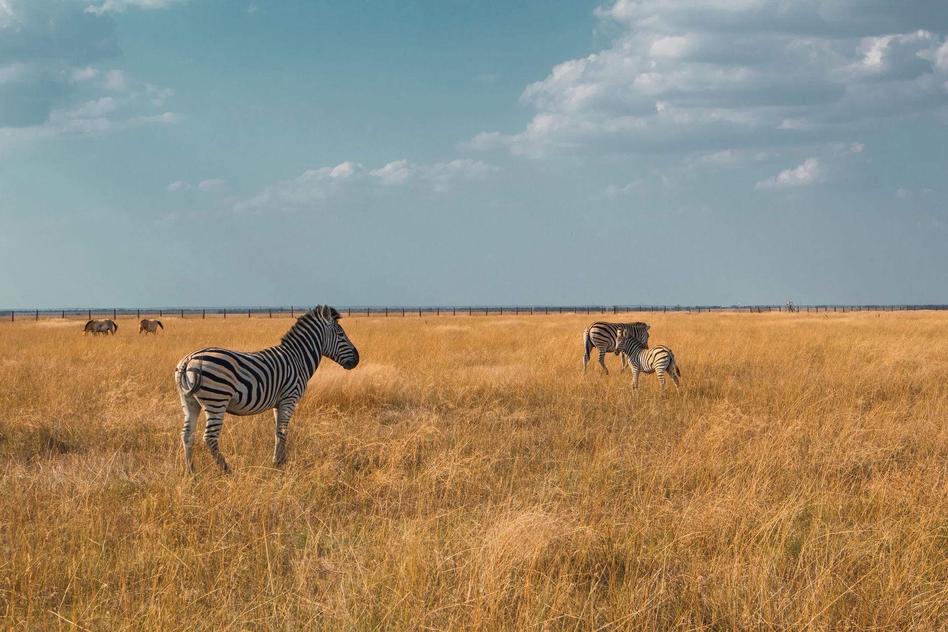 Two zebras are standing in a field of dry grass. in Africa.