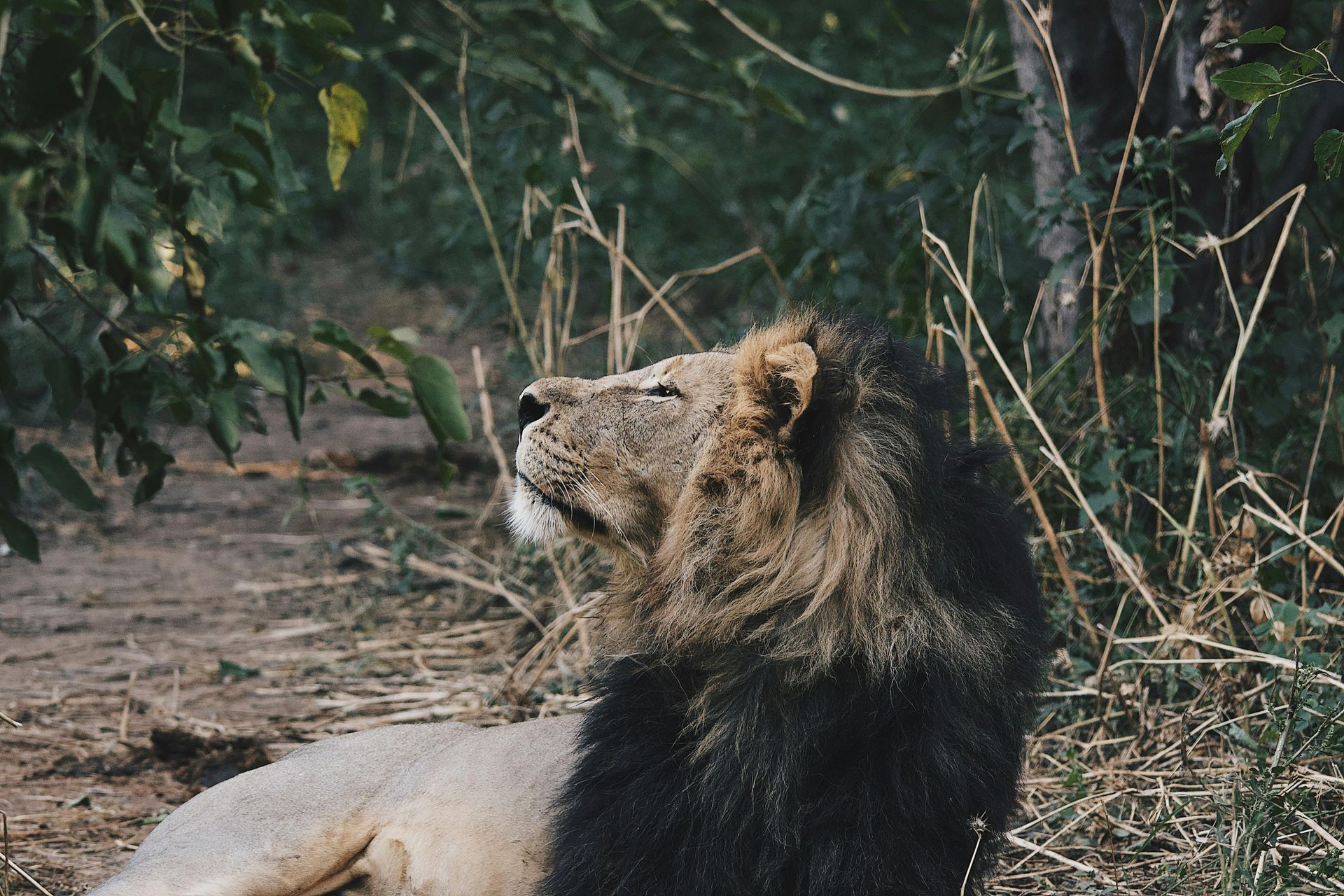 A lion is laying down on the ground in the woods in Botswana, Africa.