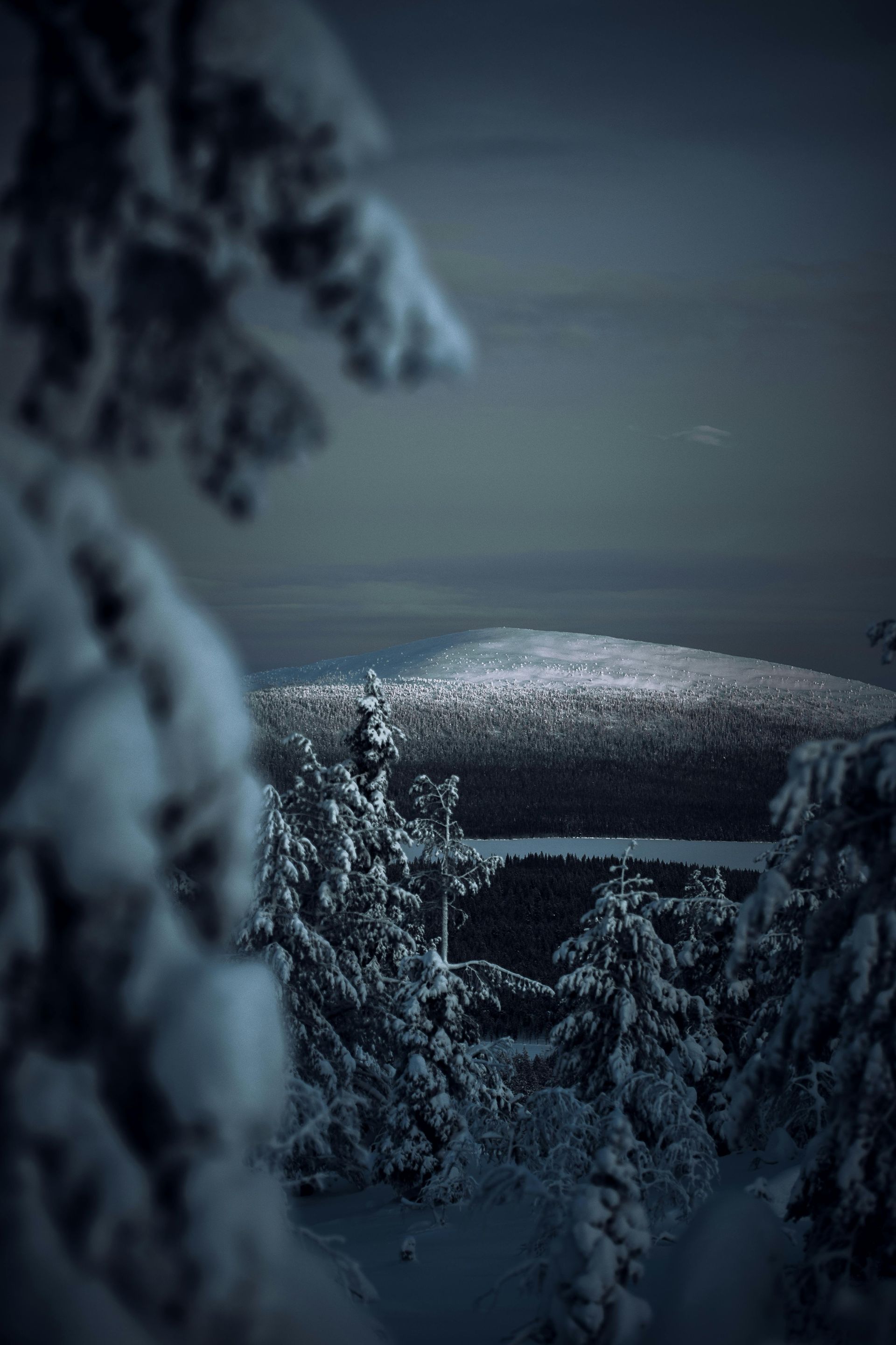 A snowy forest with trees covered in snow and a lake in the background at night in Finland.