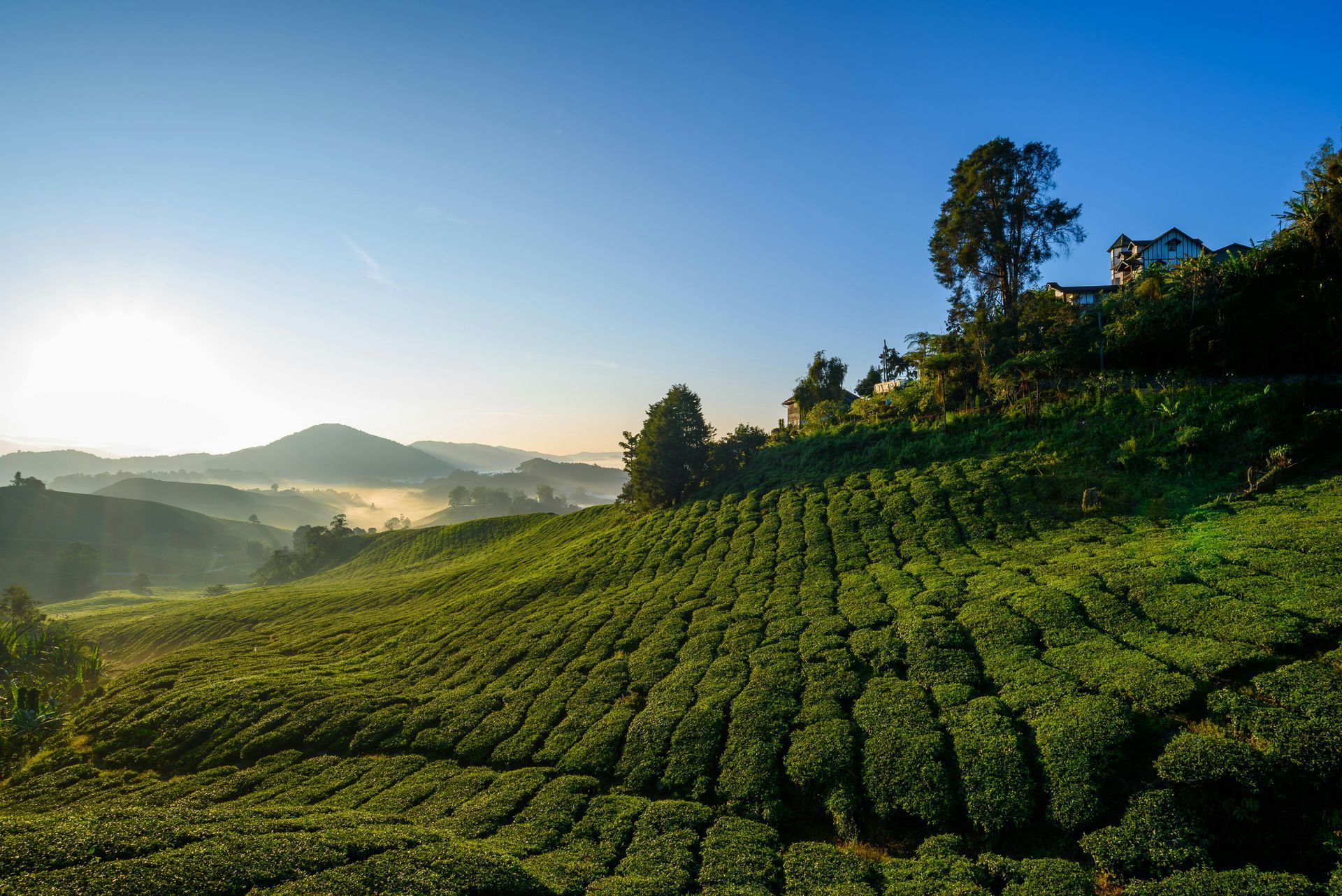 A lush green tea plantation on a hillside with the sun shining through the trees in Malaysia.