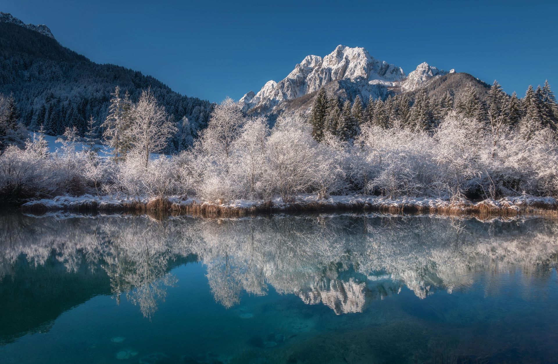 A mountain is reflected in a lake surrounded by snow covered trees in Alaska.