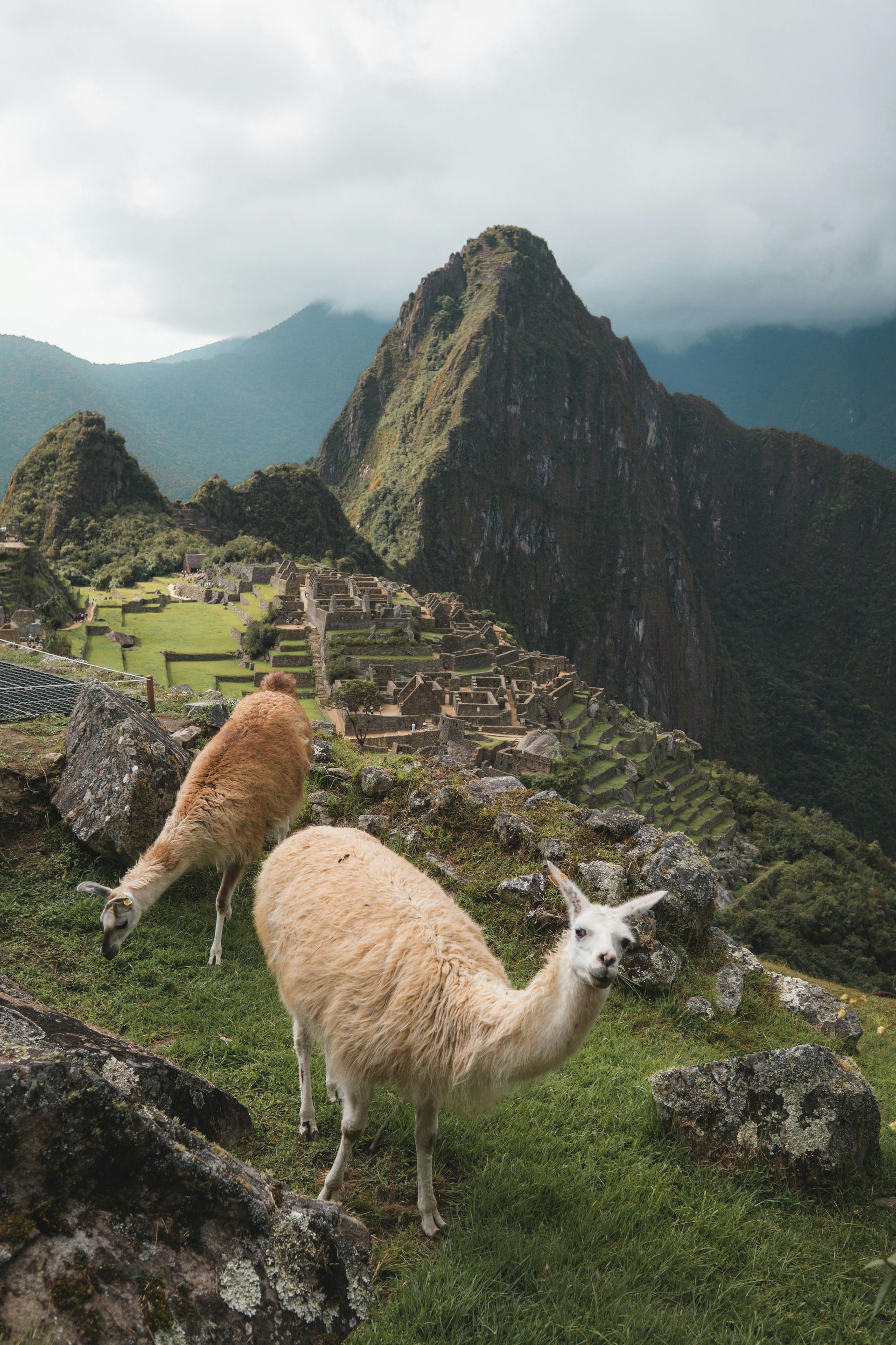 Two llamas are standing on top of Machu Picchu with mountains in the background in Peru.