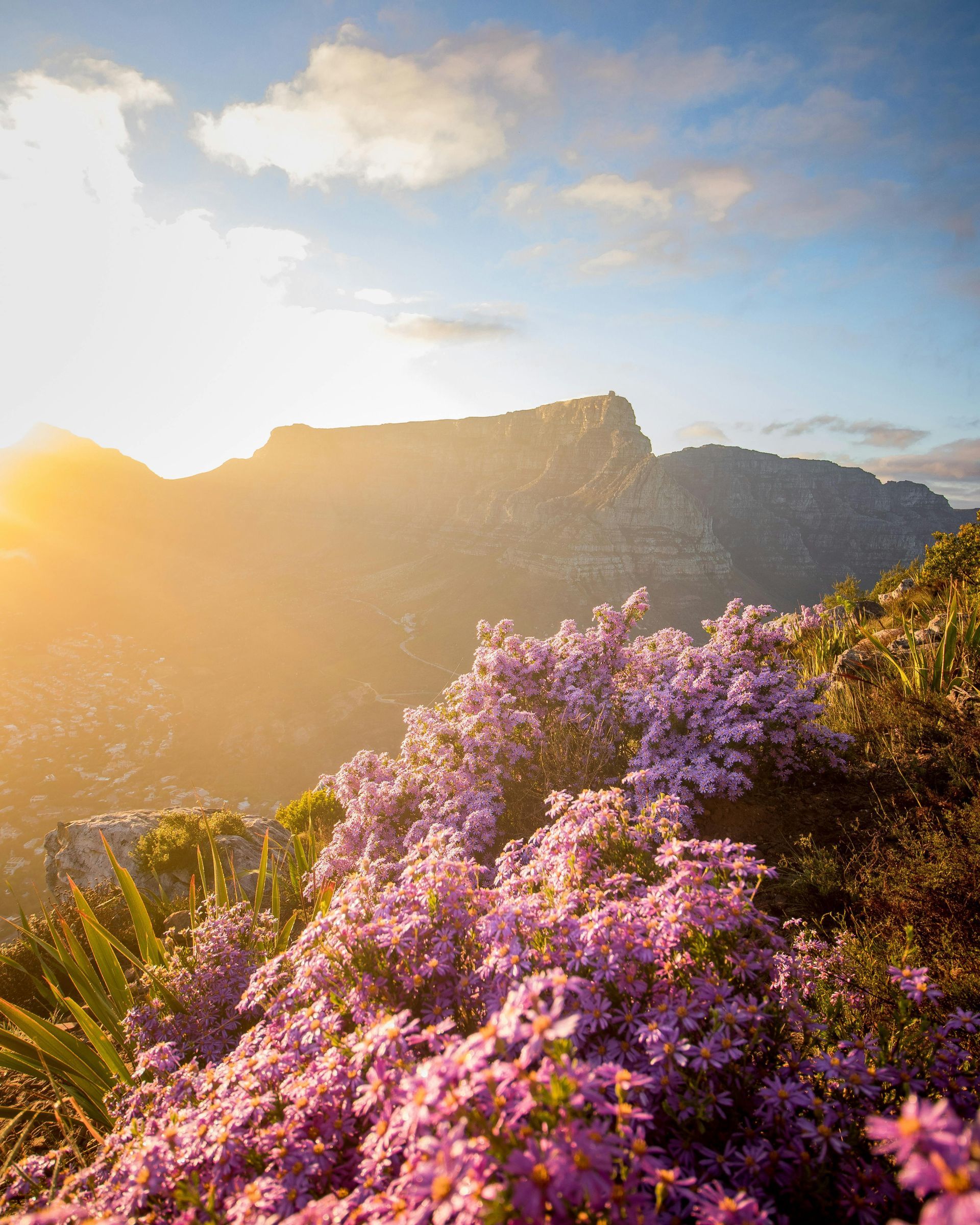 There are purple flowers in the foreground and a mountain in the background in South Africa.