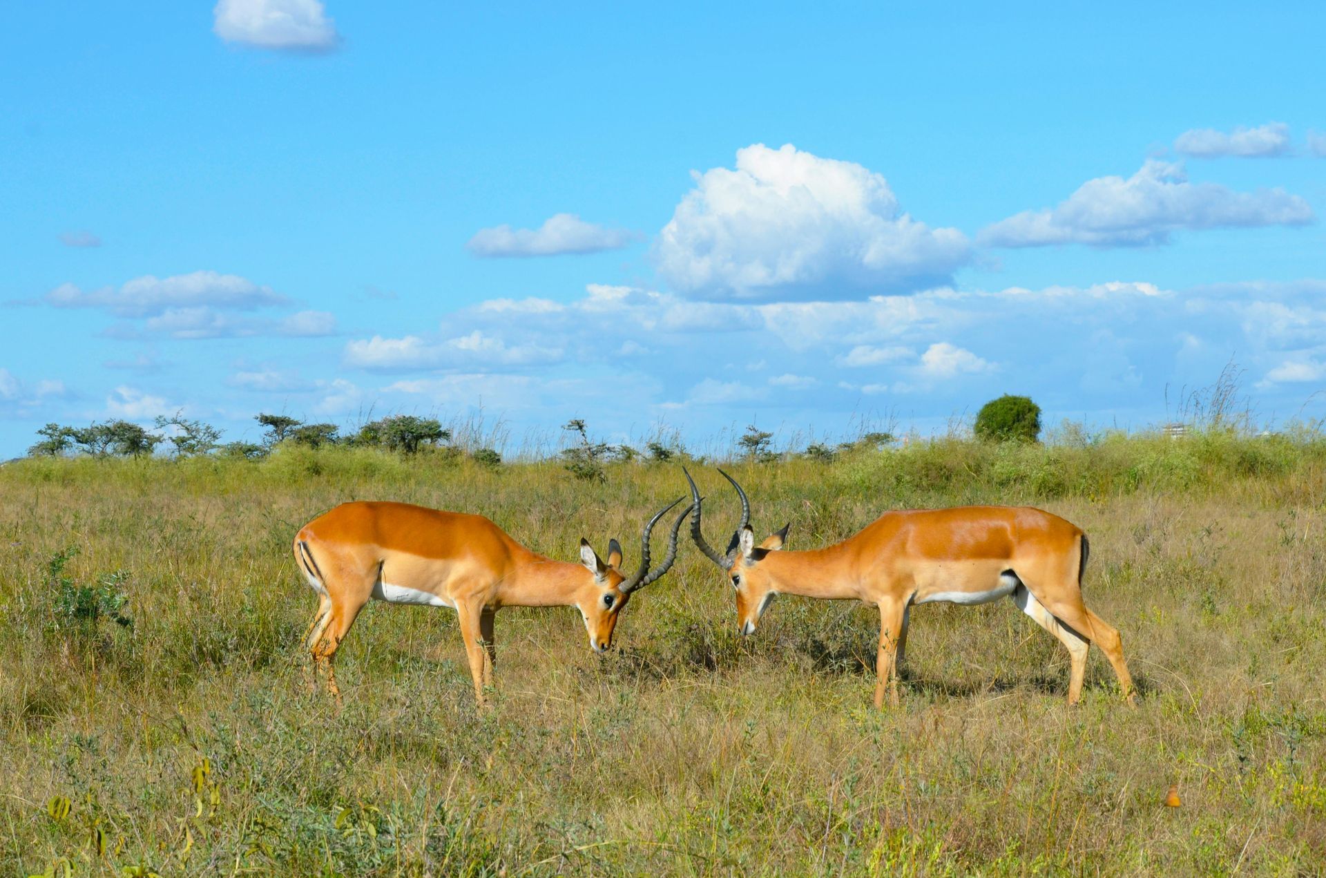 Two antelope standing next to each other in a grassy field in Kenya Africa.