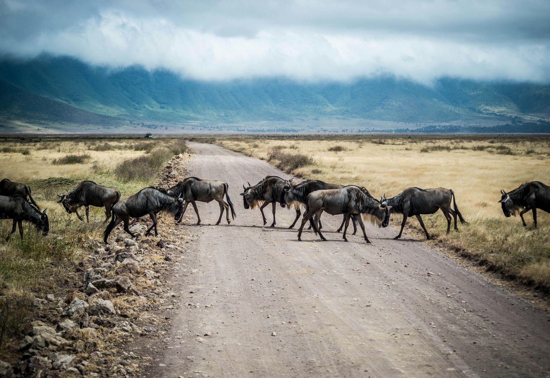 A herd of wildebeest are crossing a dirt road in Tanzania, Africa.