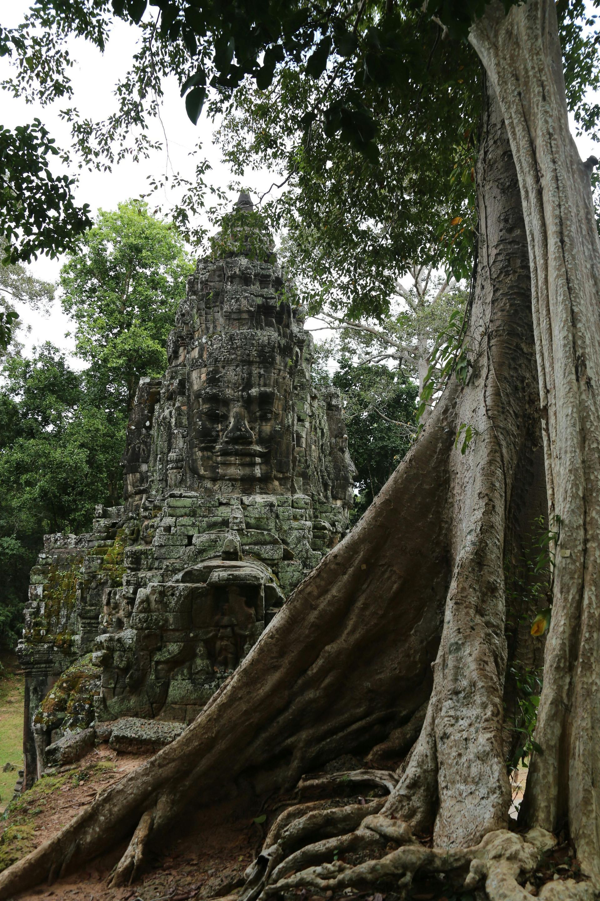 A large tree is growing in front of the Bayon Temple in Cambodia.