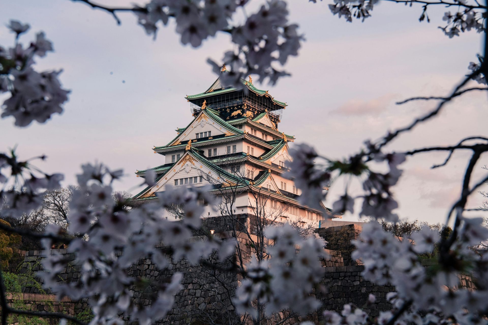 A  pagoda temple is surrounded by cherry blossom trees in Japan.