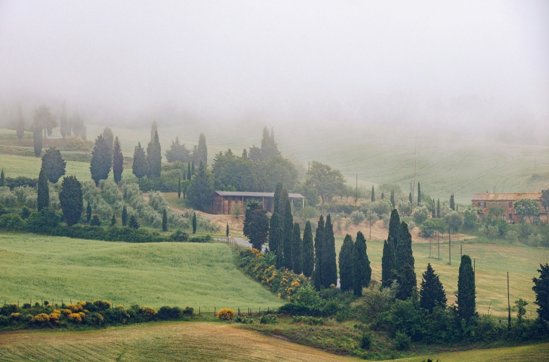 A row of trees in a foggy field with a house in the background in Tuscany, Italy.