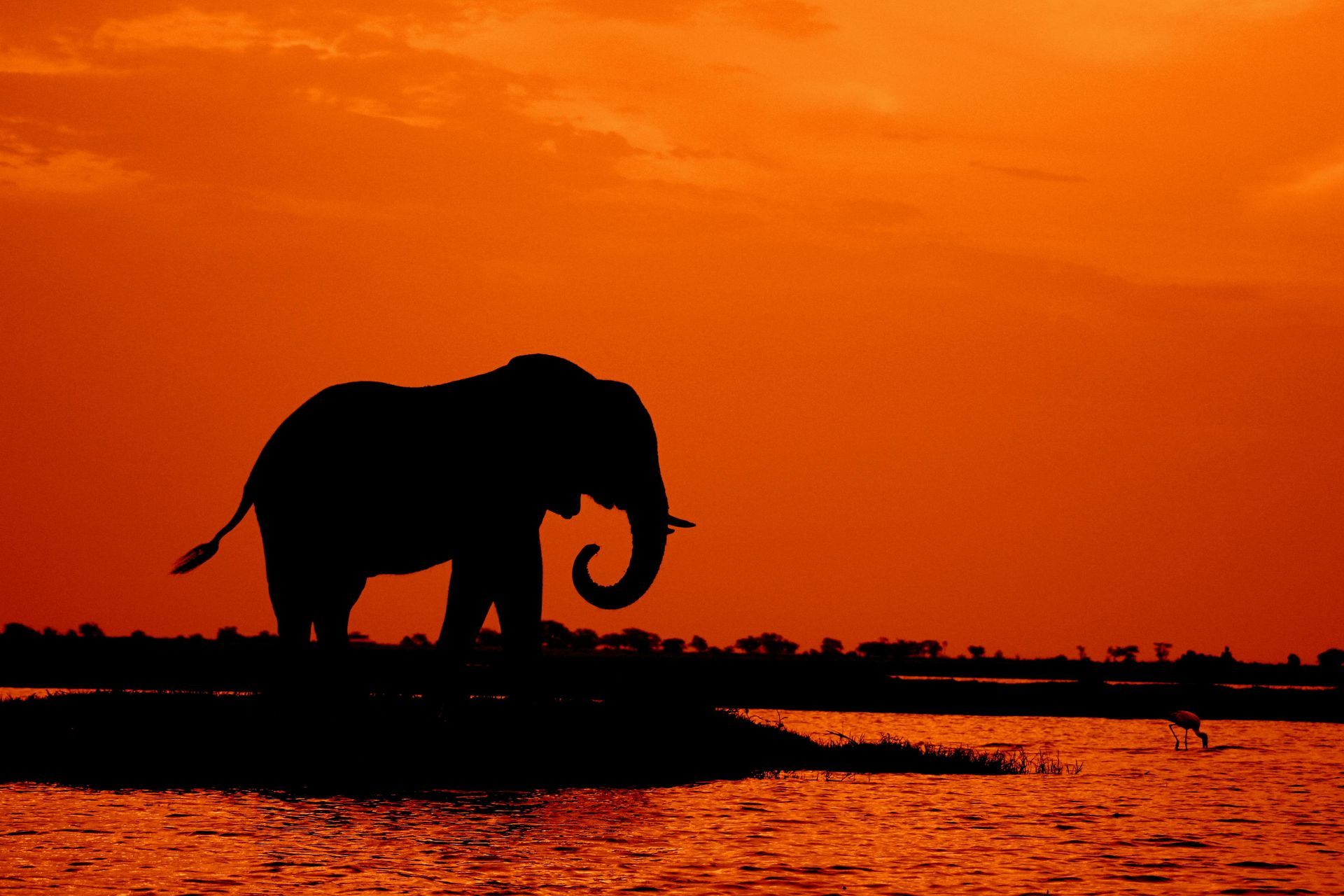 A silhouette of an elephant standing on the shore of a river at sunset in Botswana, Africa.