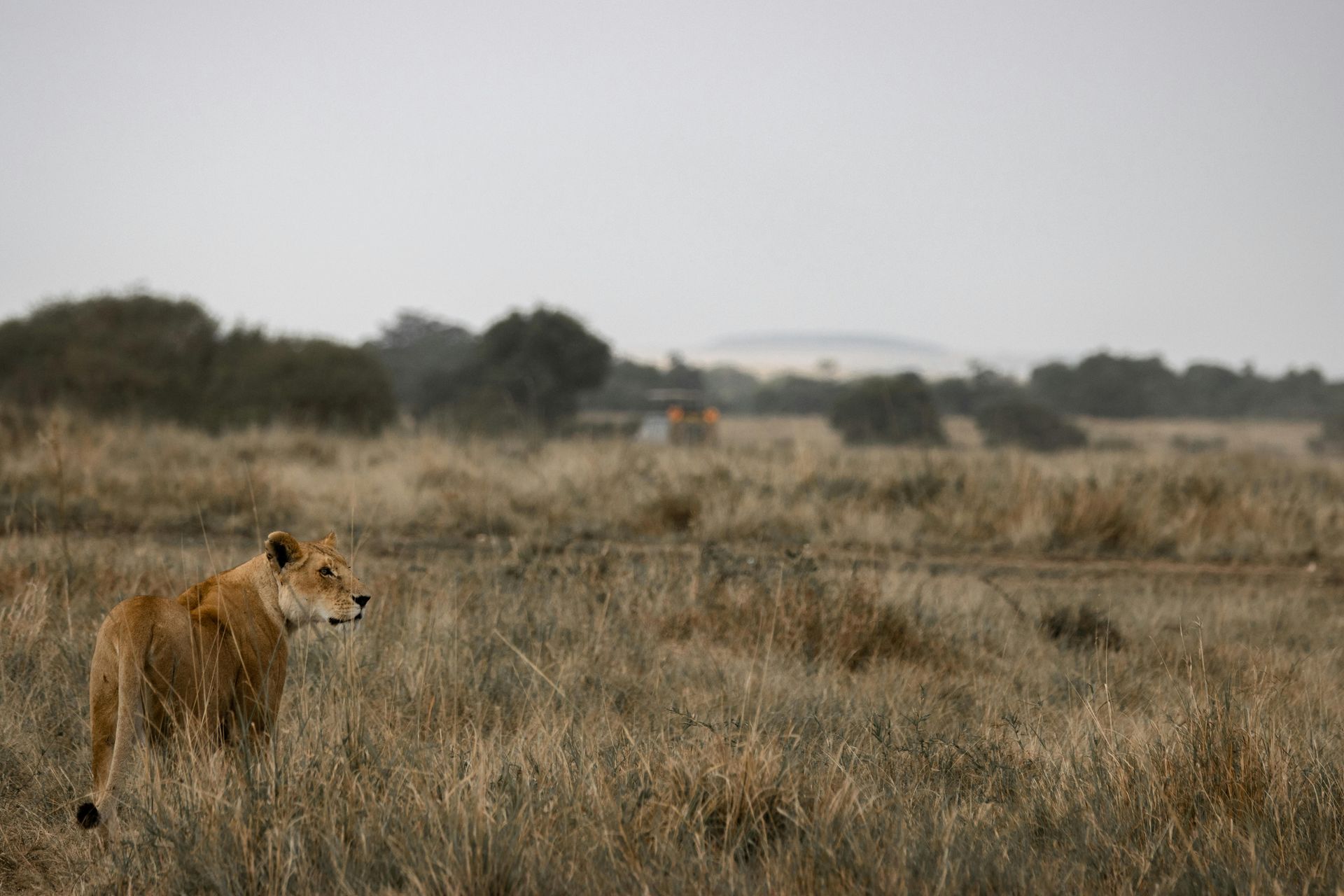 A lioness is standing in a field of tall grass in Africa.