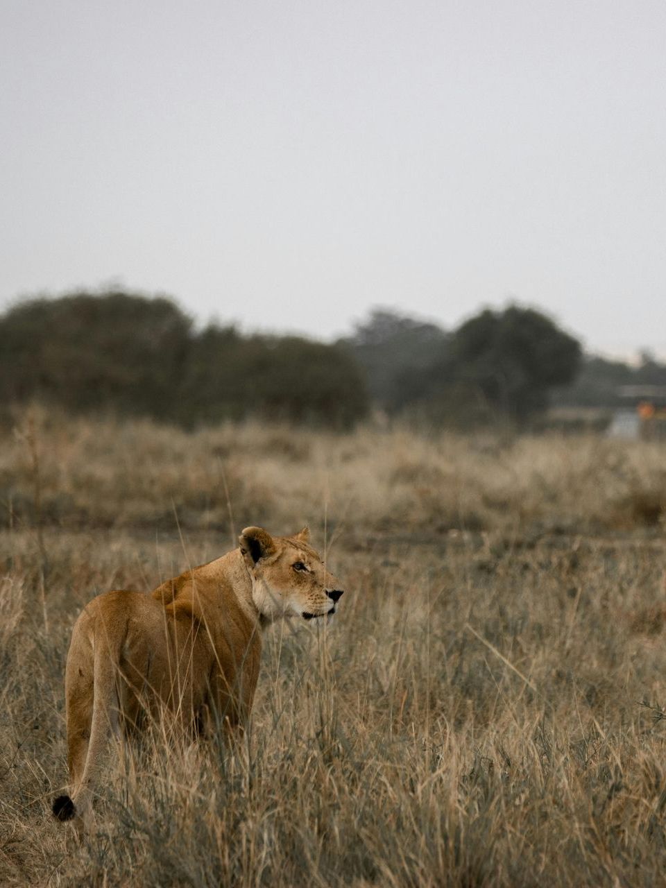 A lioness is standing in a field of tall grass in Kenya Africa.