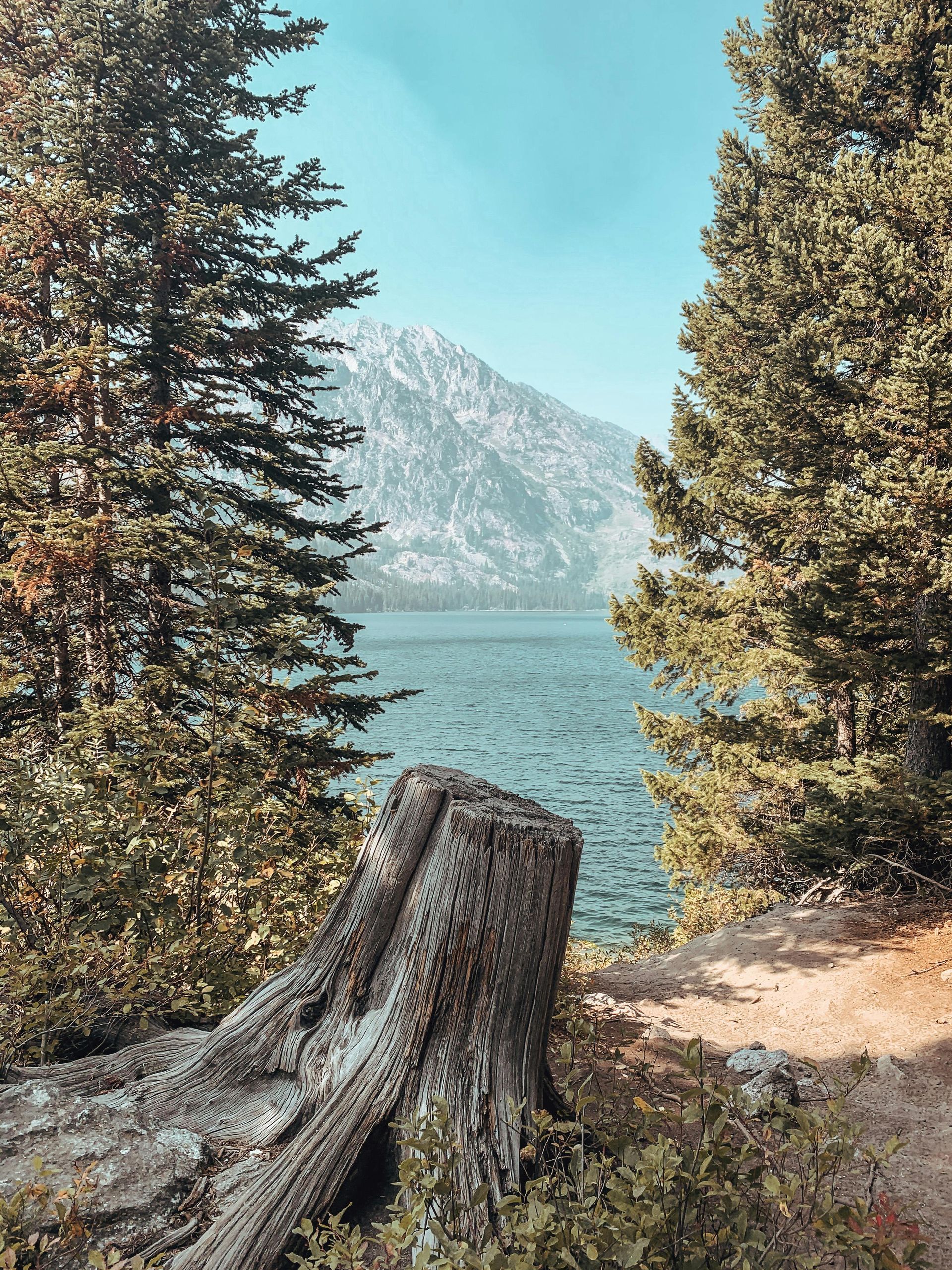 A tree stump is sitting next to a lake with mountains in the background at Glacier National Park in Montana. 