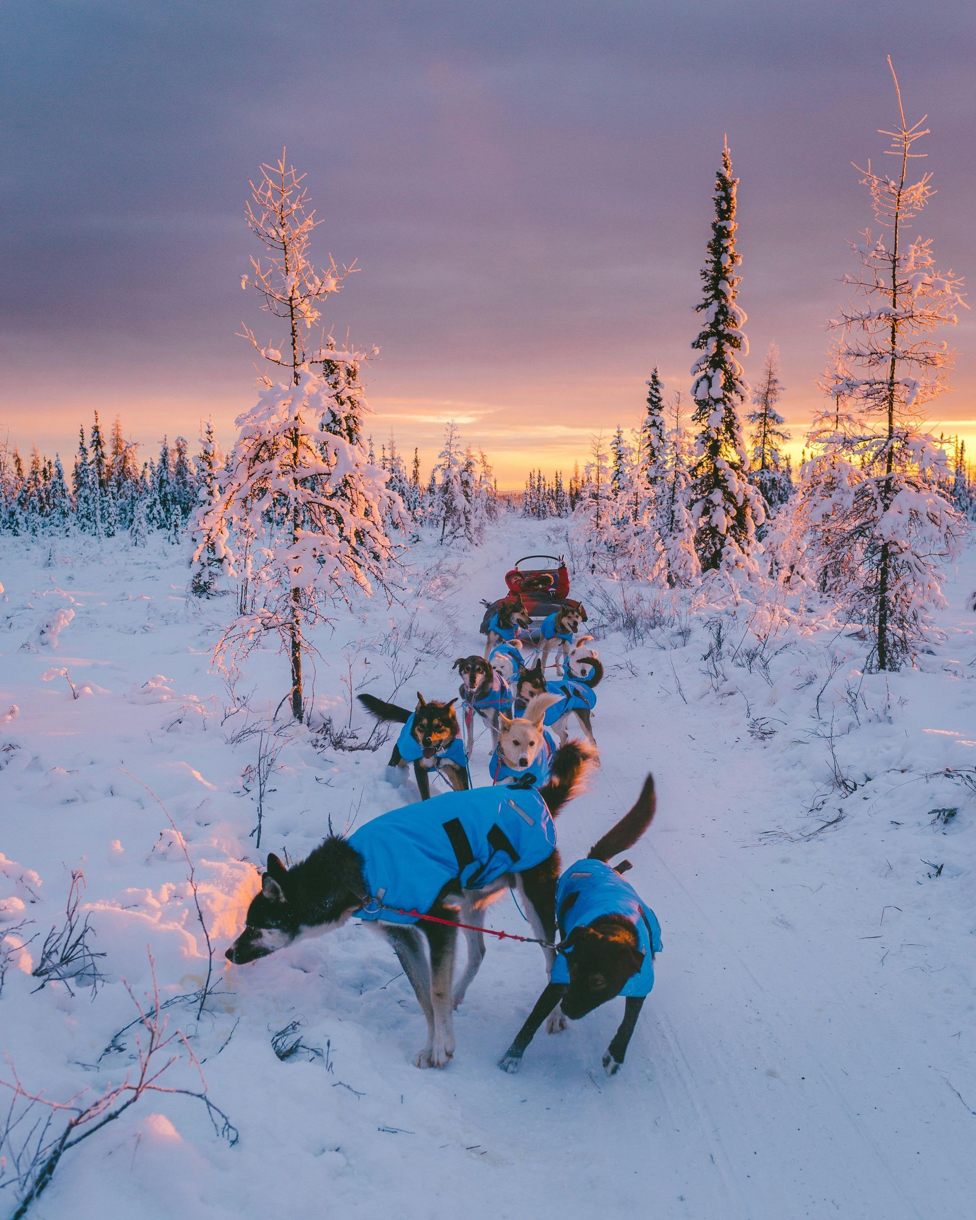 A group of dogs wearing blue jackets are pulling a sled in the snow in Alaska.